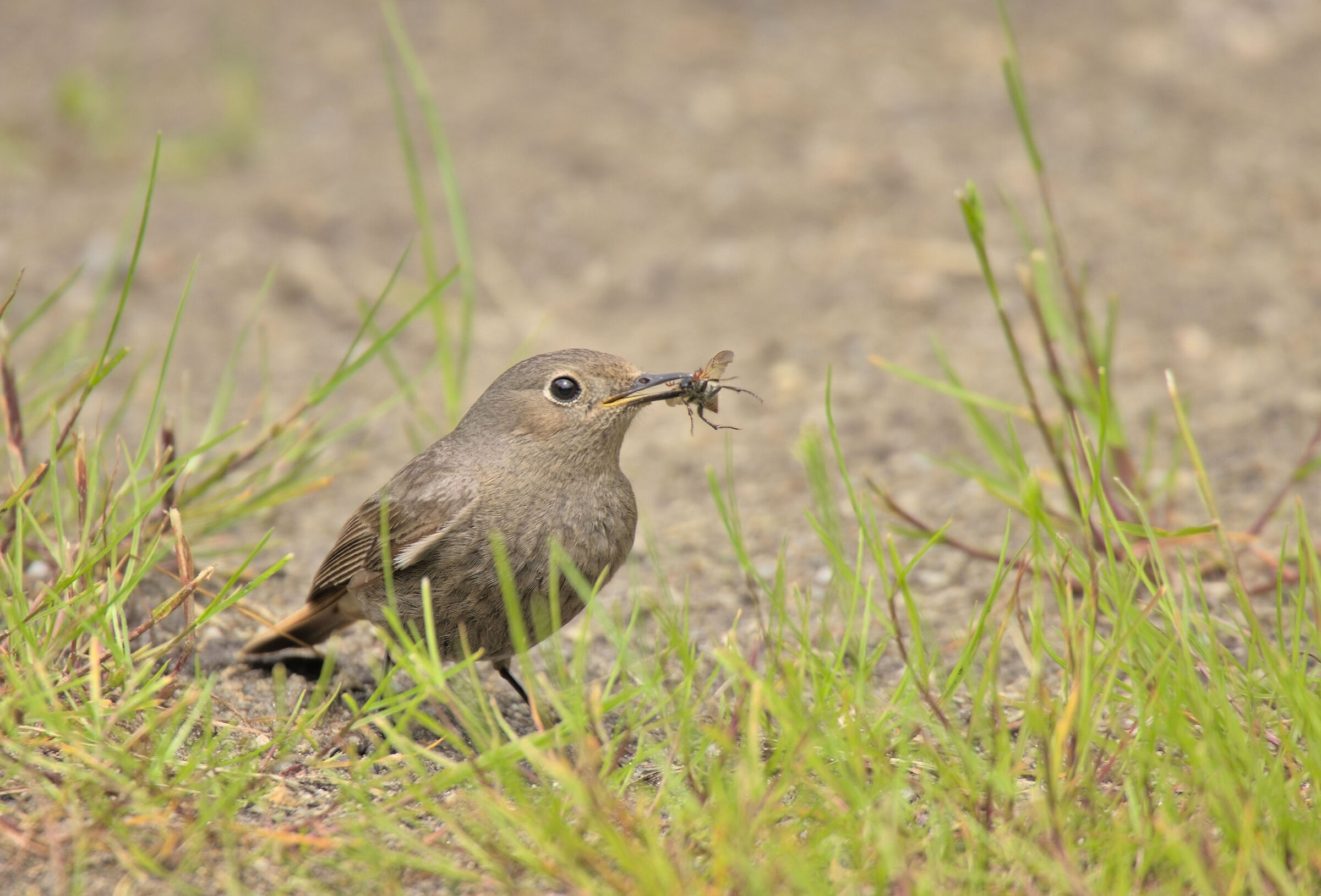 Redstart Chimney Sweep with Beetle