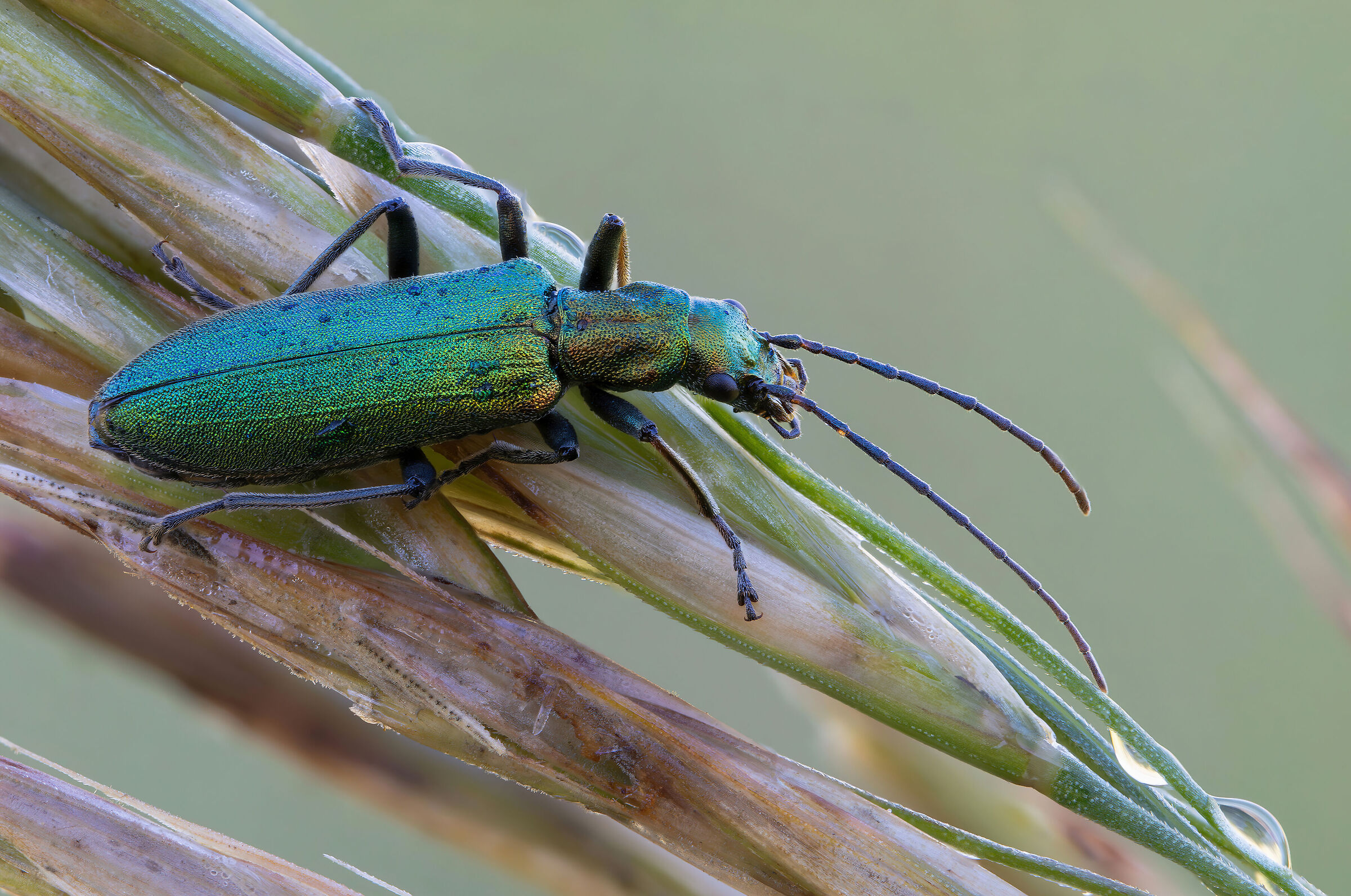 Chrysanthia viridissima