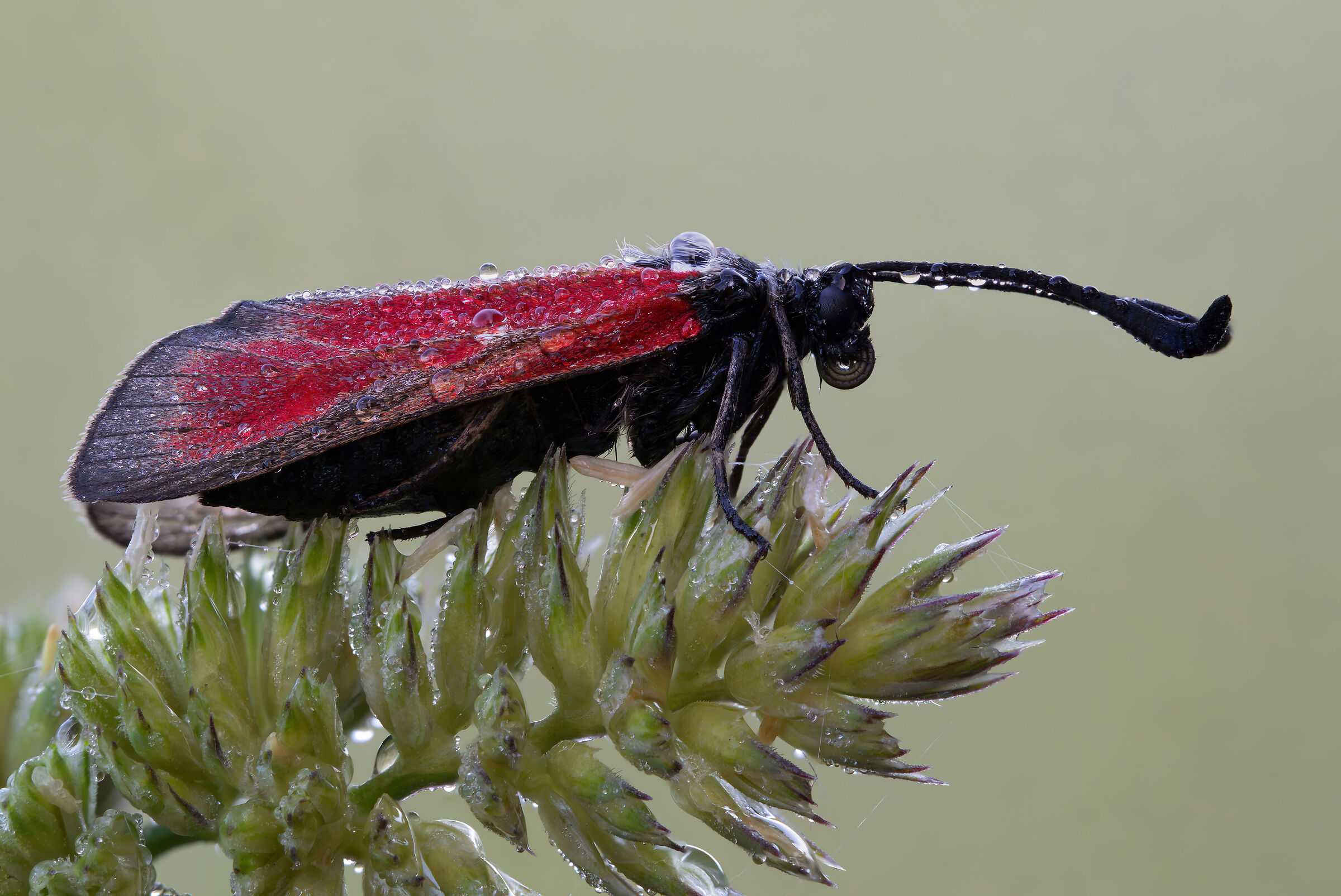 Zygaena purpuralis