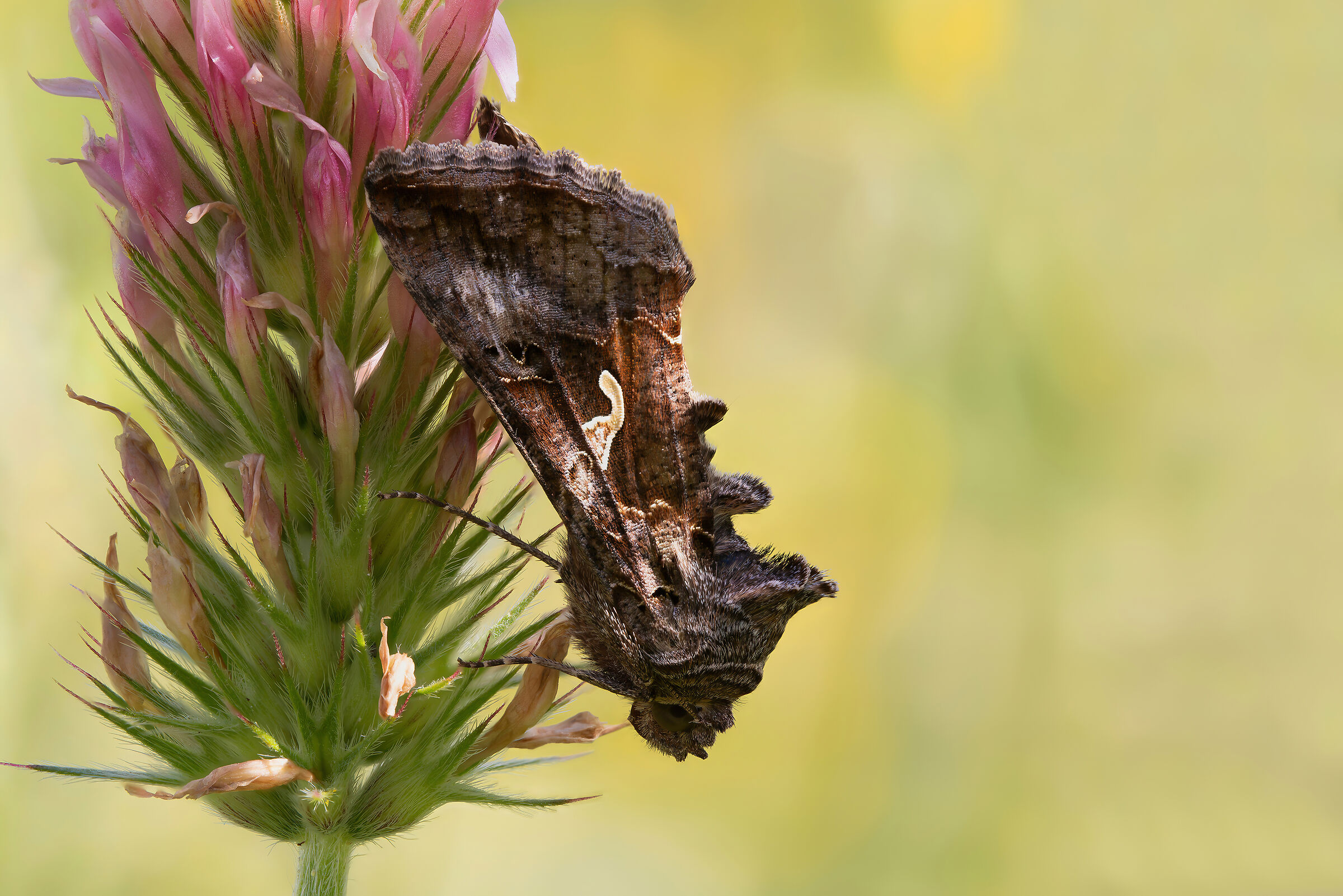 Autographa gamma