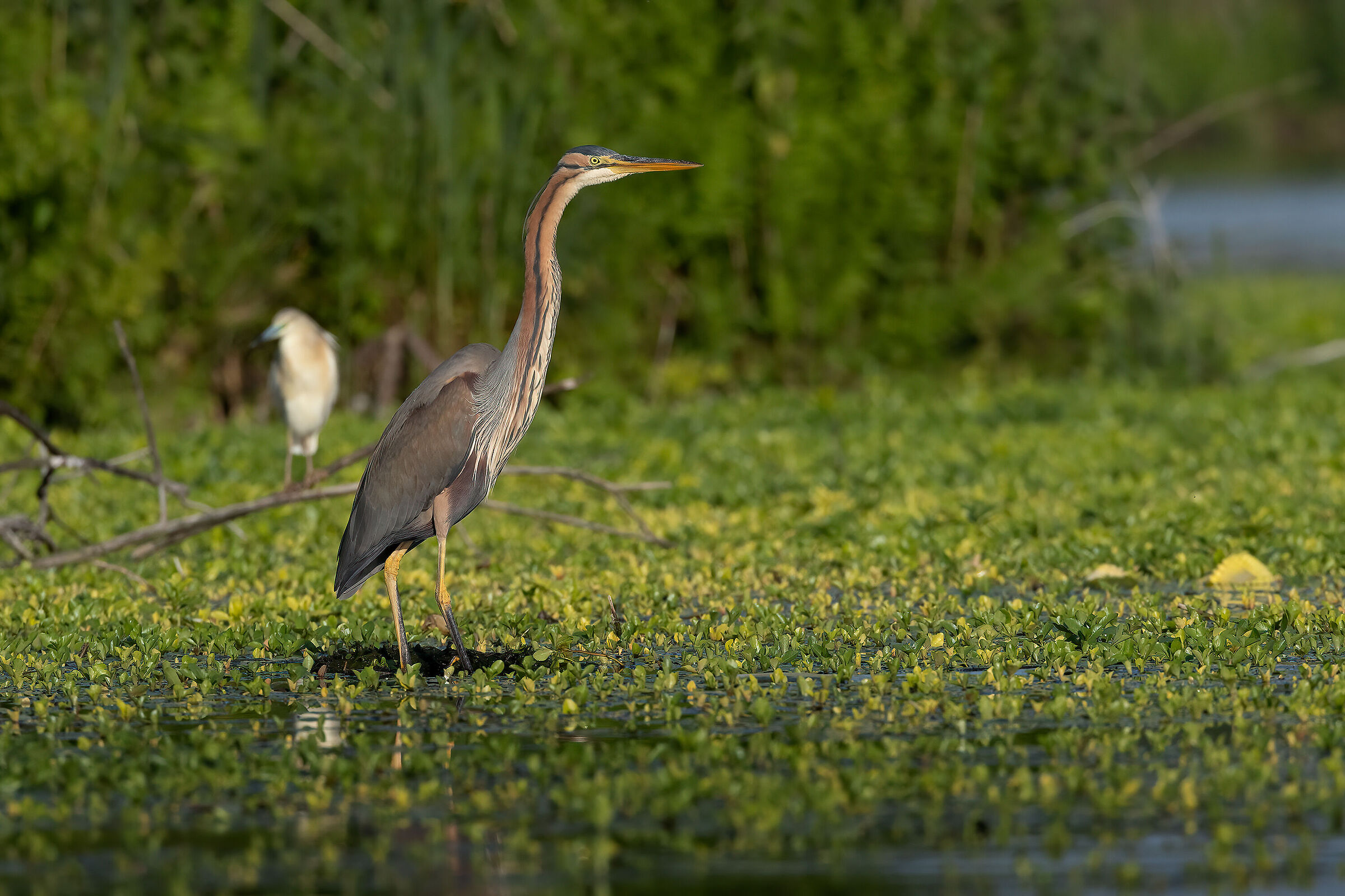 Airone rosso ambientato