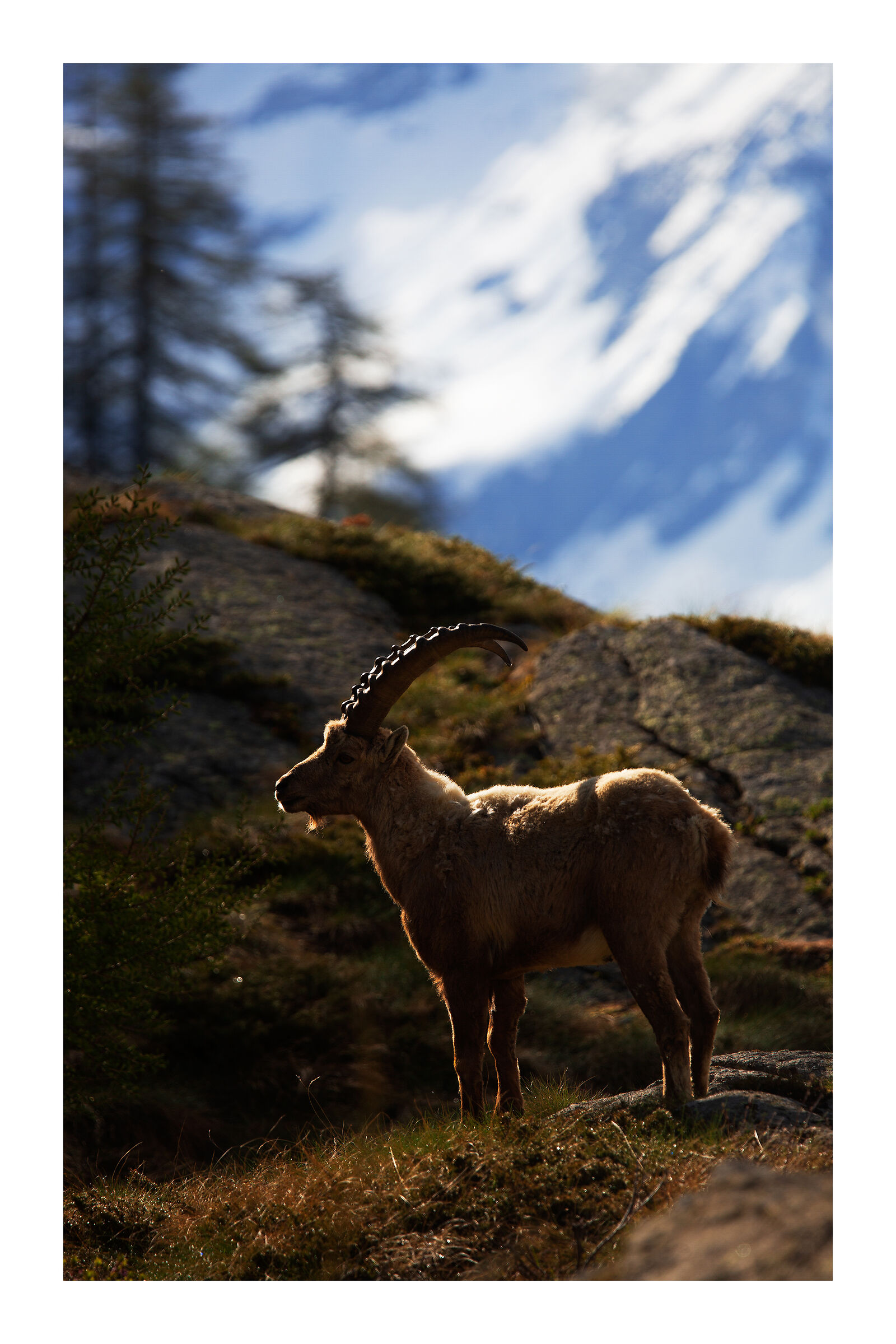 Let's draw an ibex with light!