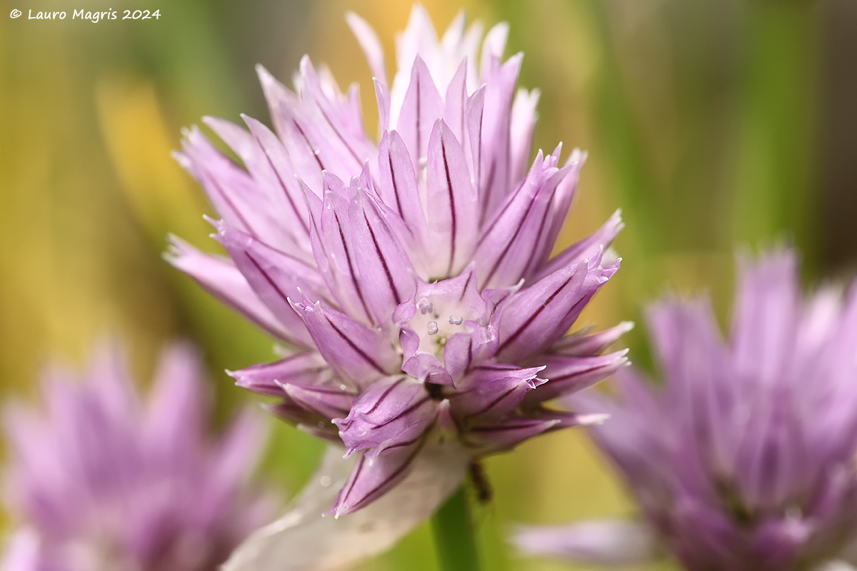 Erba cipollina (Allium schoenoprasum)