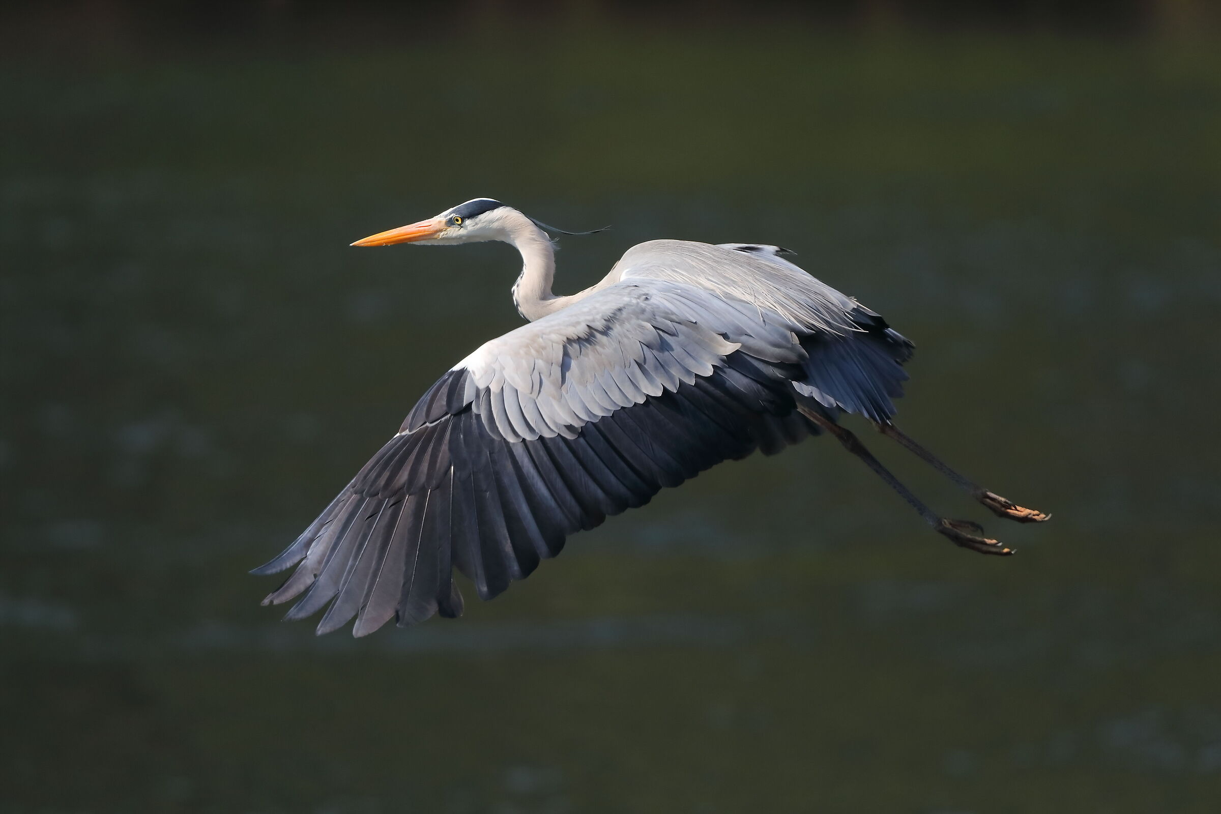 Cenerino 19 March 2024 - 0243