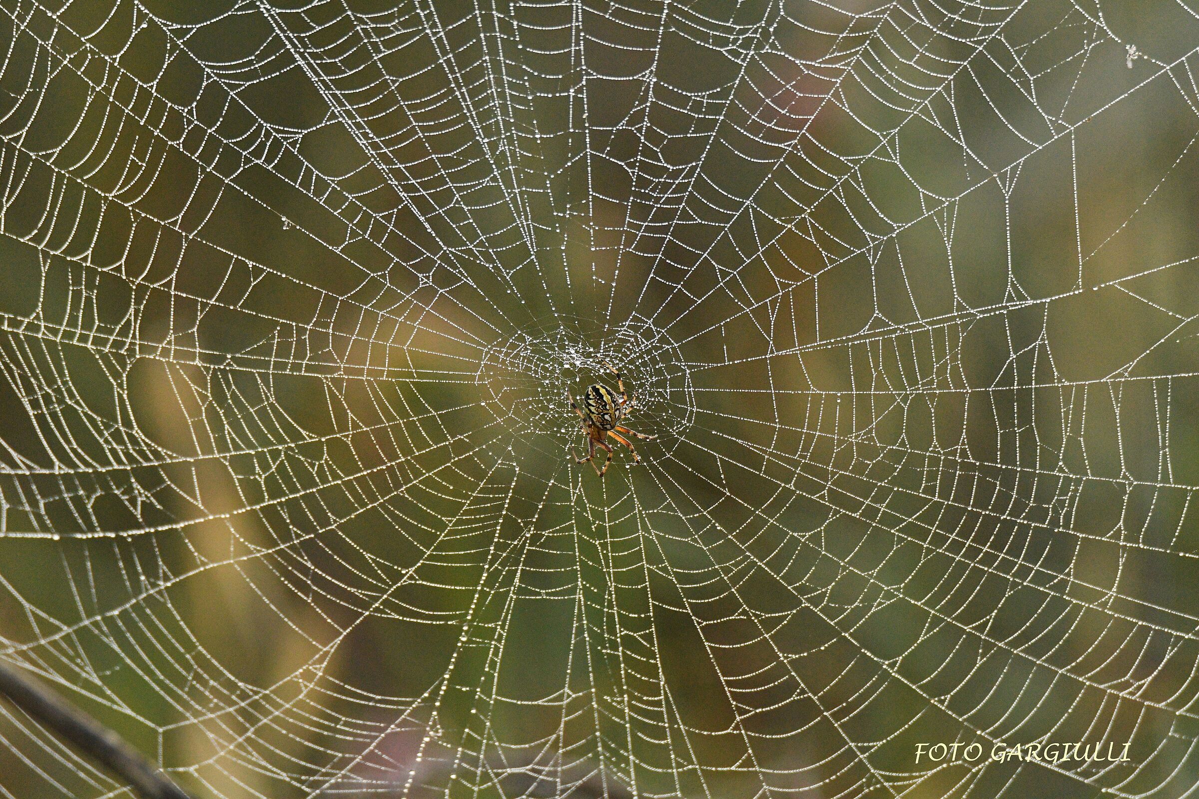 La trappola perfetta