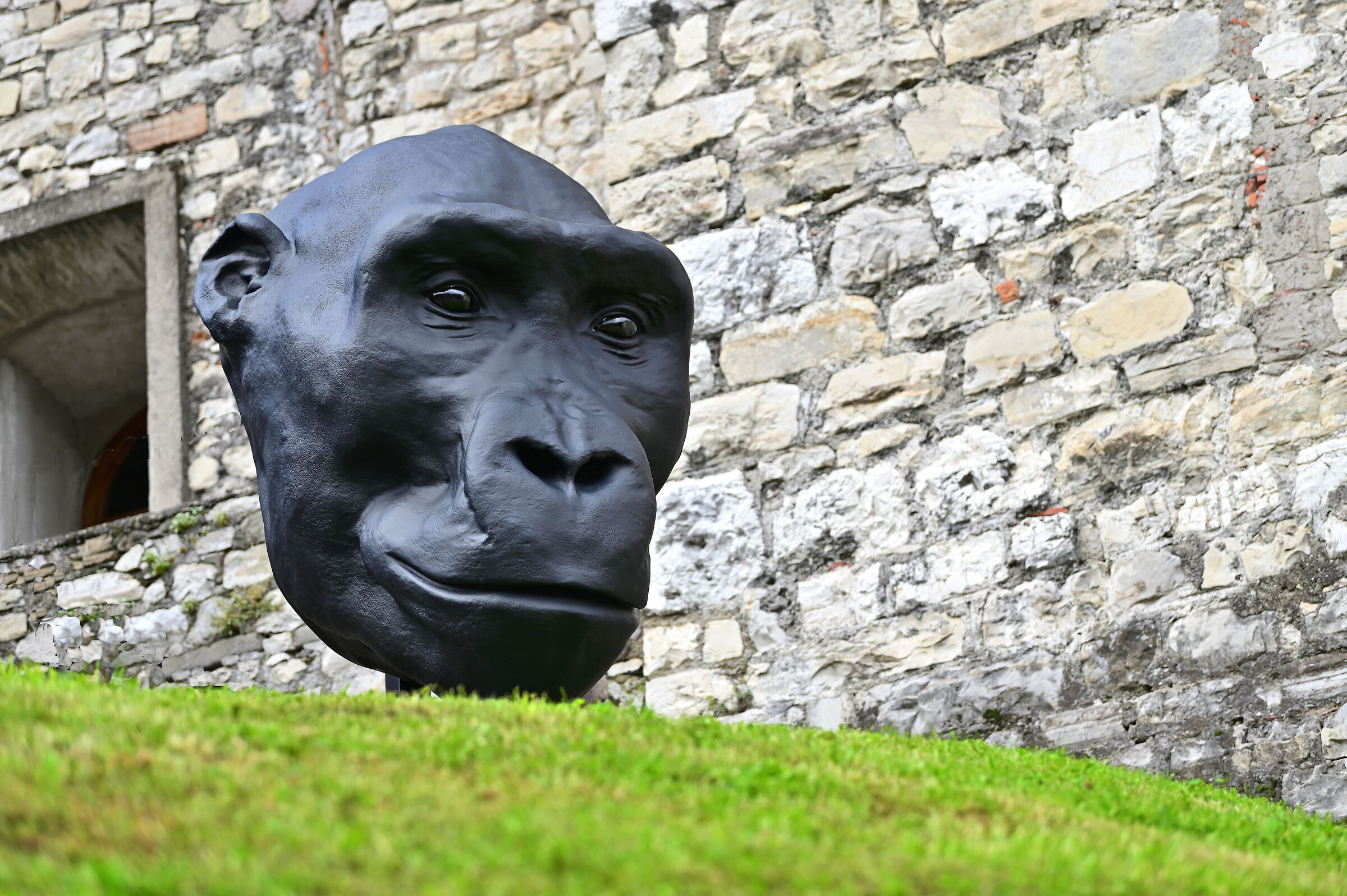 "Gorilla Head"