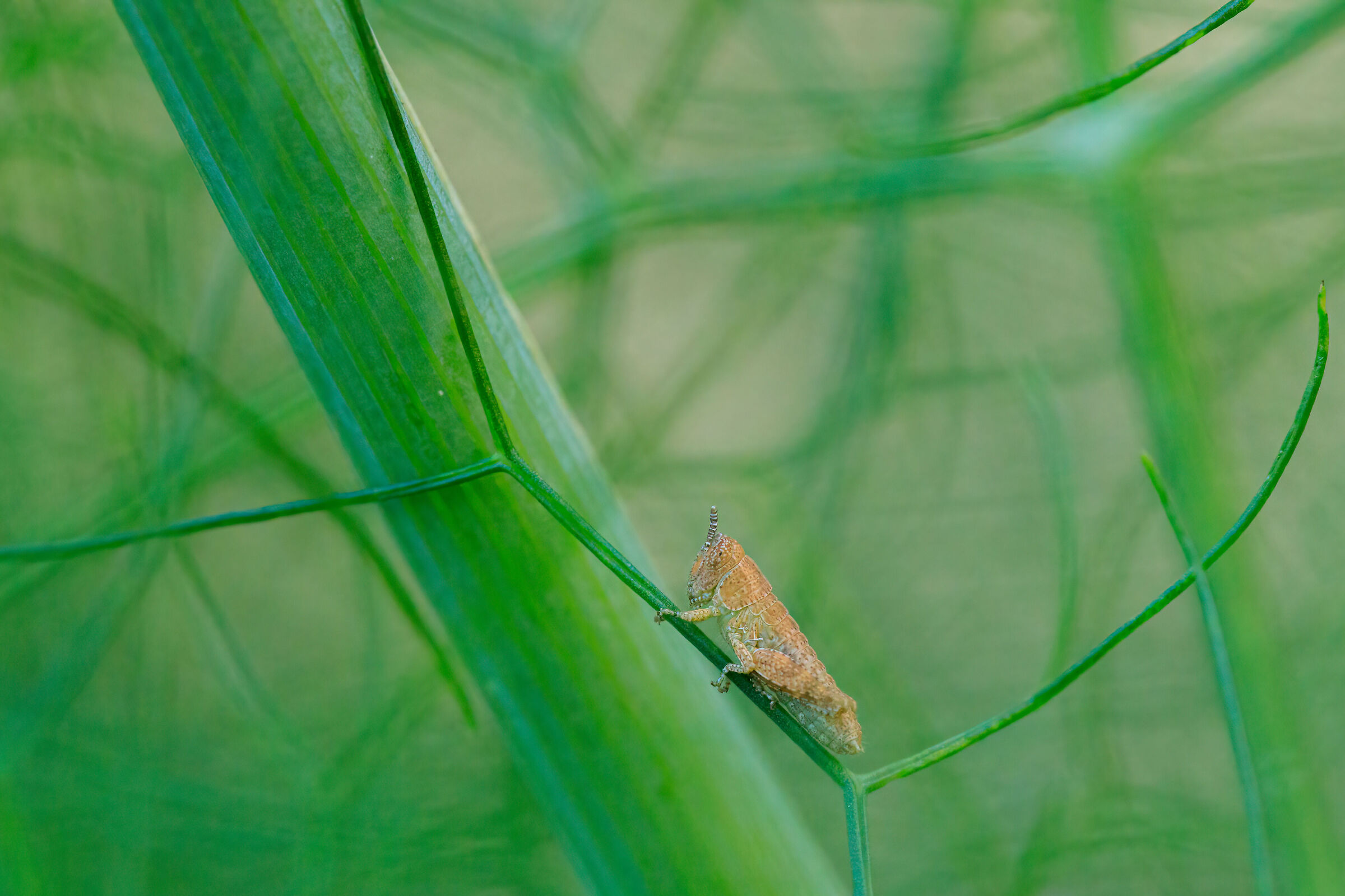 Stadio ninfale della cavalletta