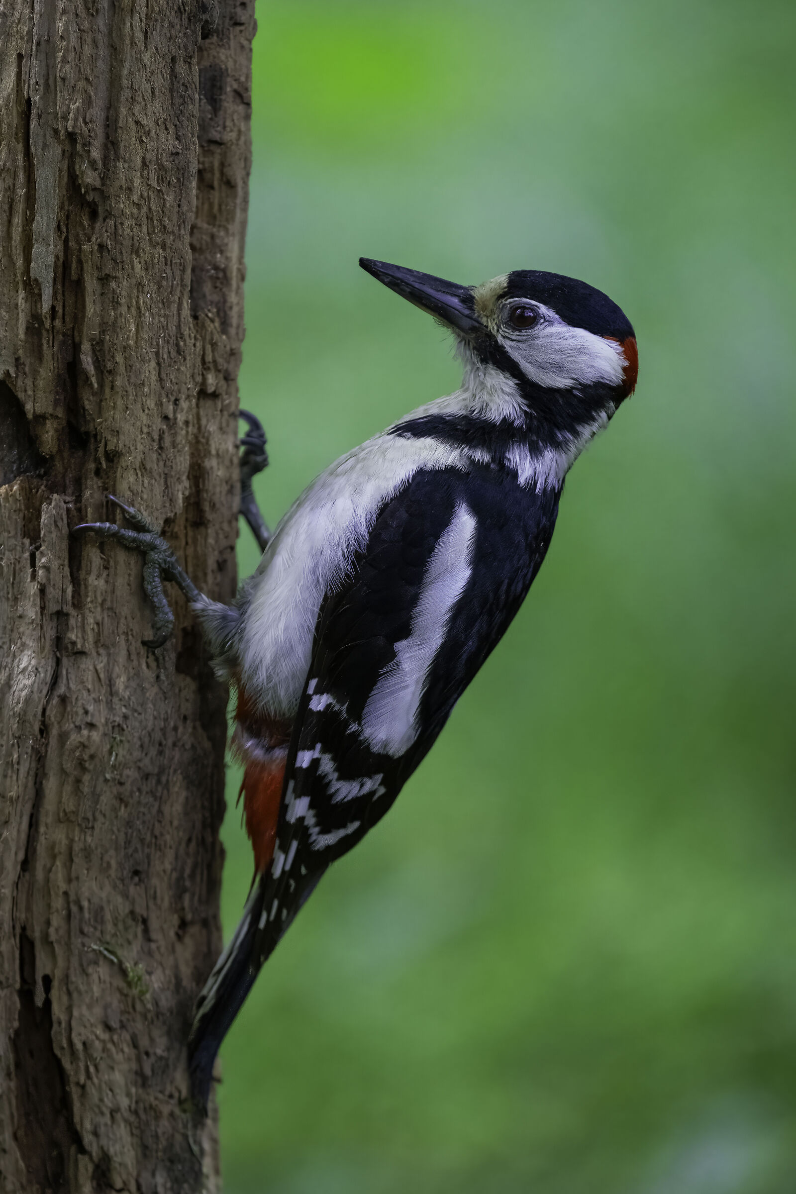 Spotted woodpecker