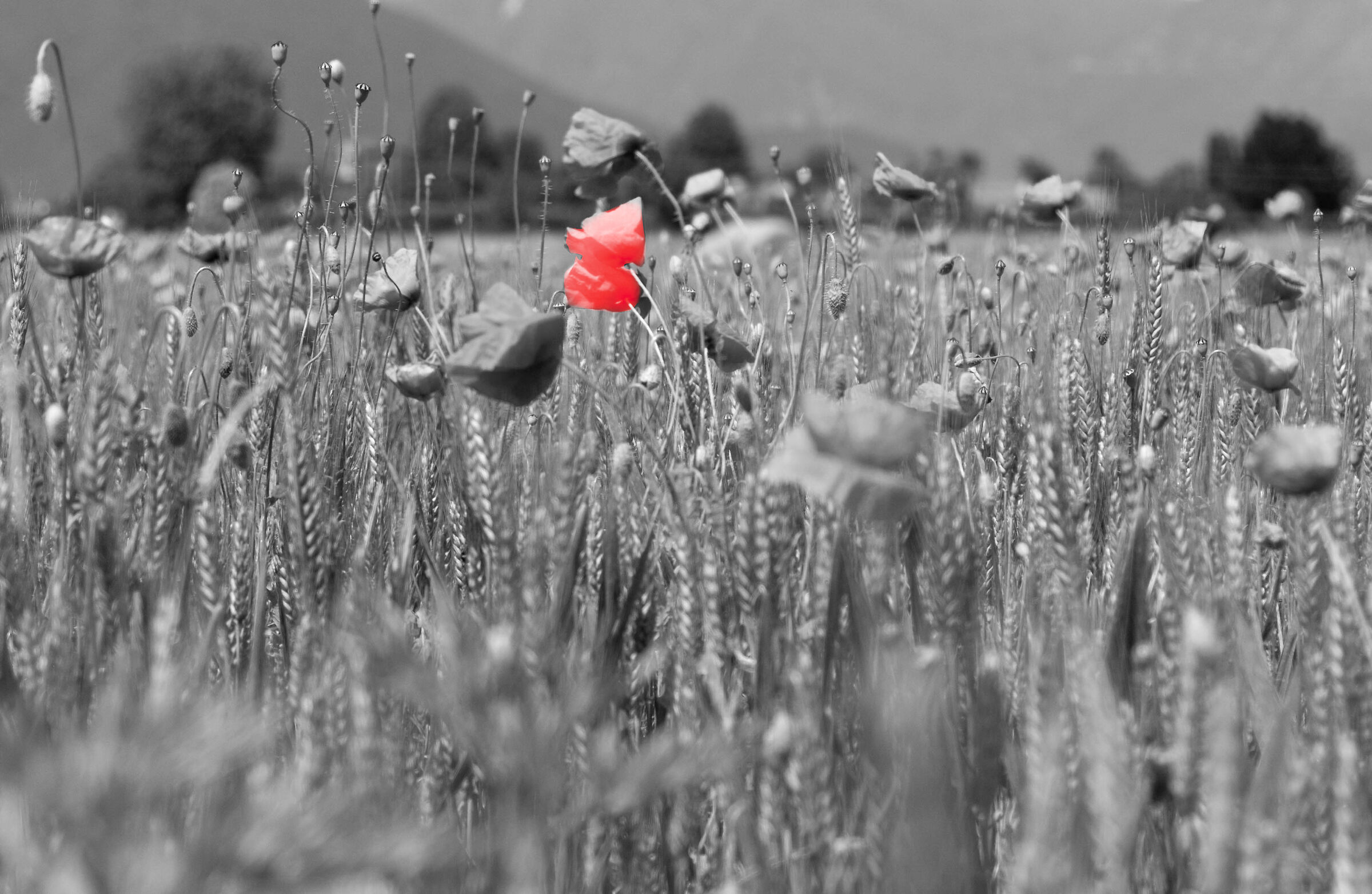 Bianco /Nero e Rosso