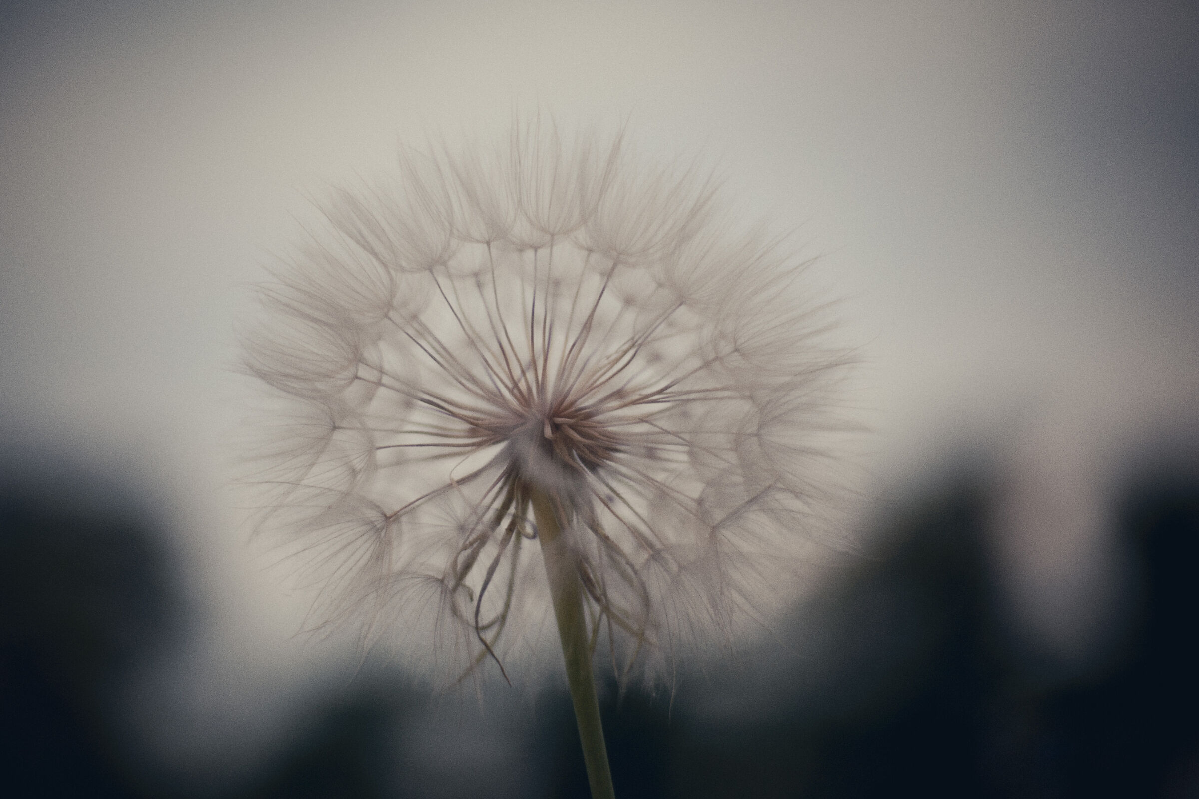 Beak's Beard, Dandelion