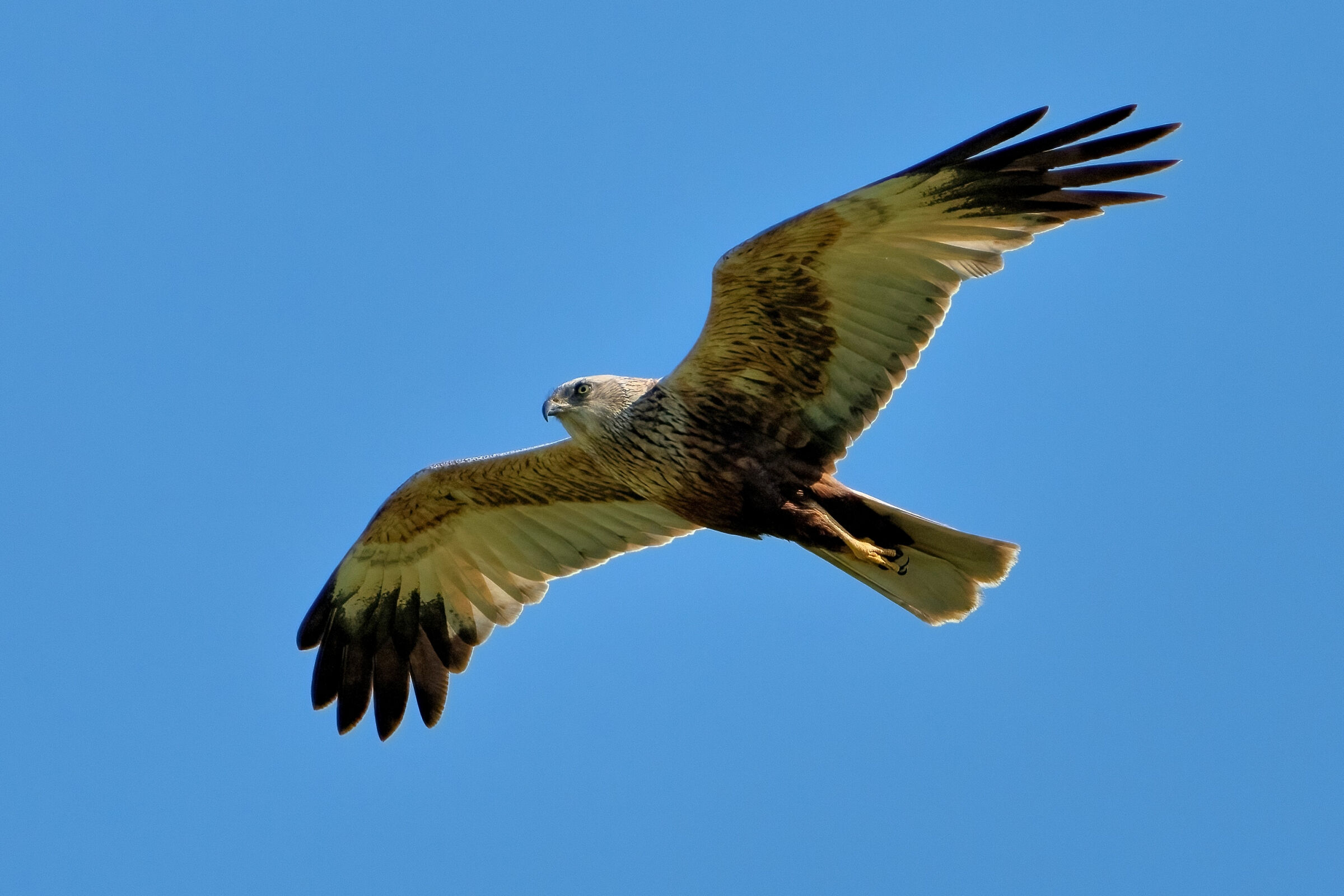 Marsh Harrier (Circus aeruginosus)