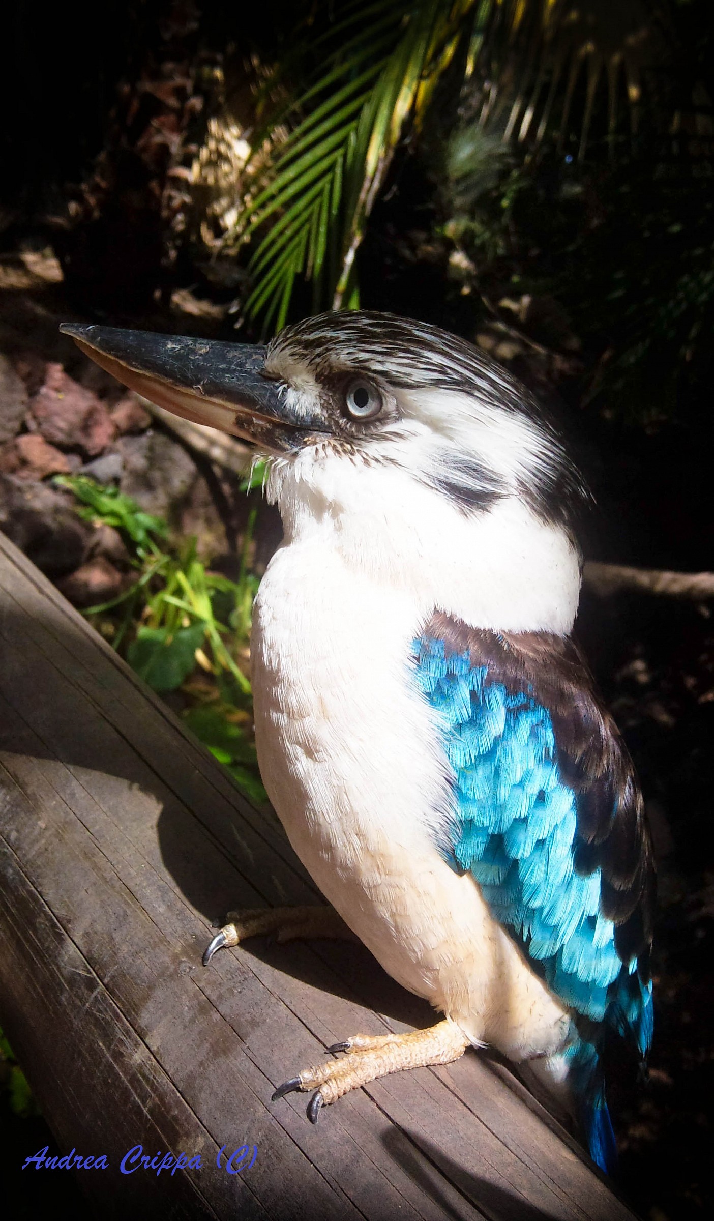 kookaburra...