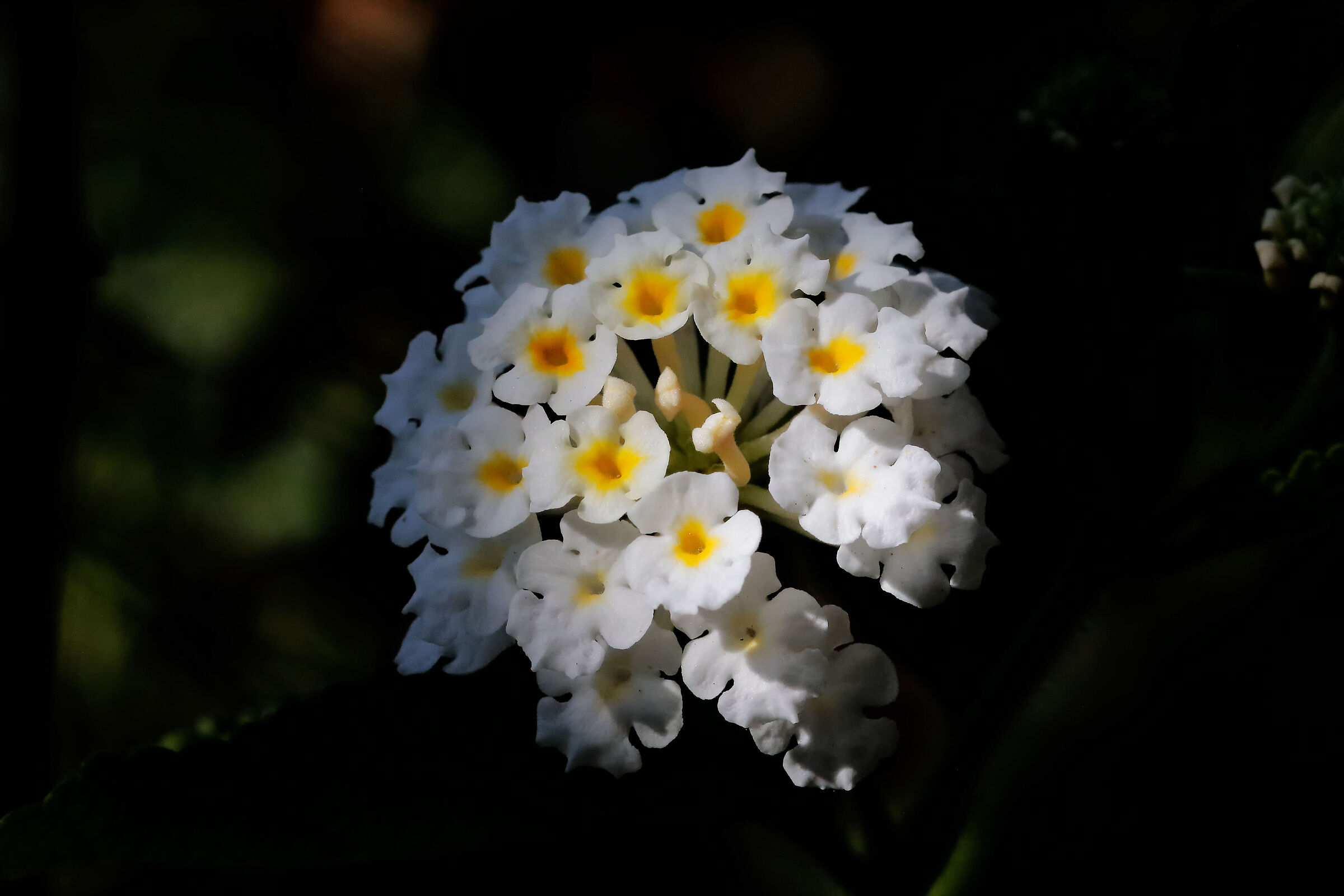 Lantana velutina in semi-darkness