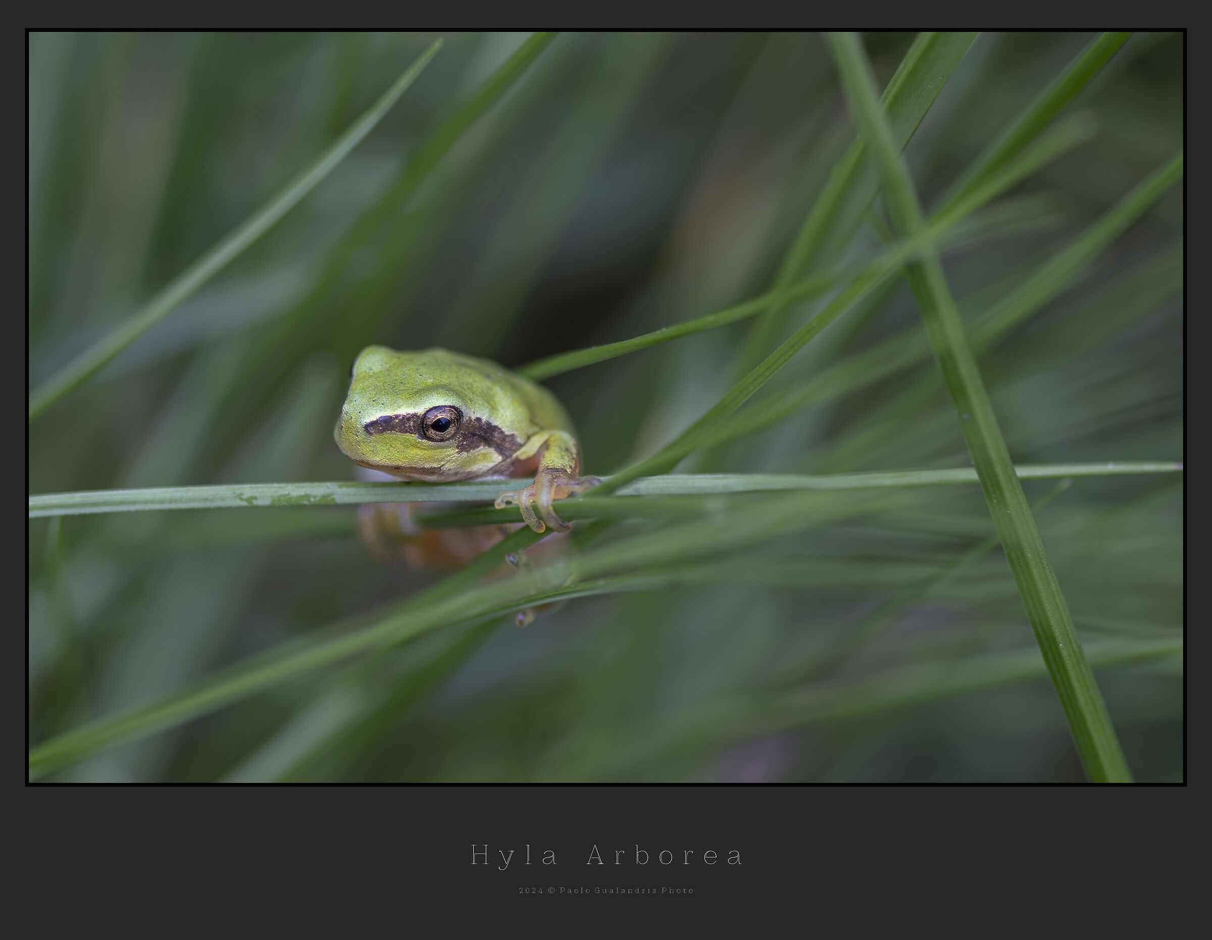 Hyla Arborea