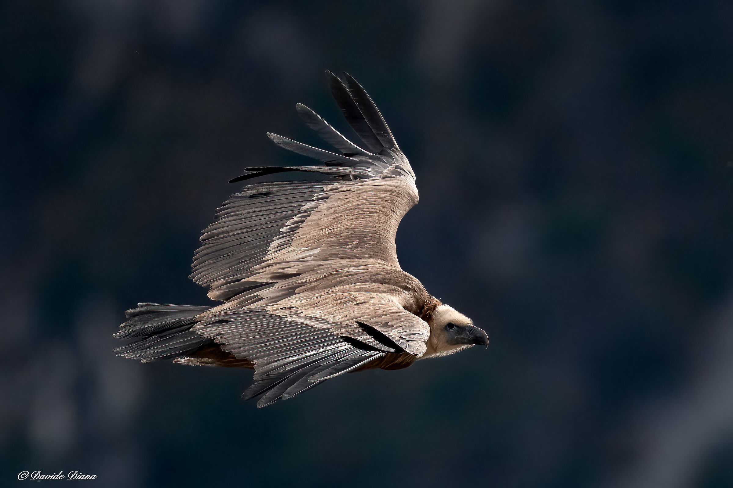 Griffon vulture - Gorges du Verdon