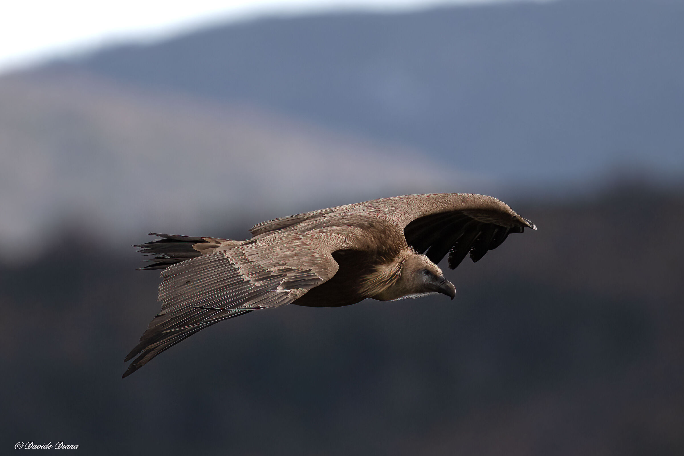 Griffon vulture - Gorges du Verdon