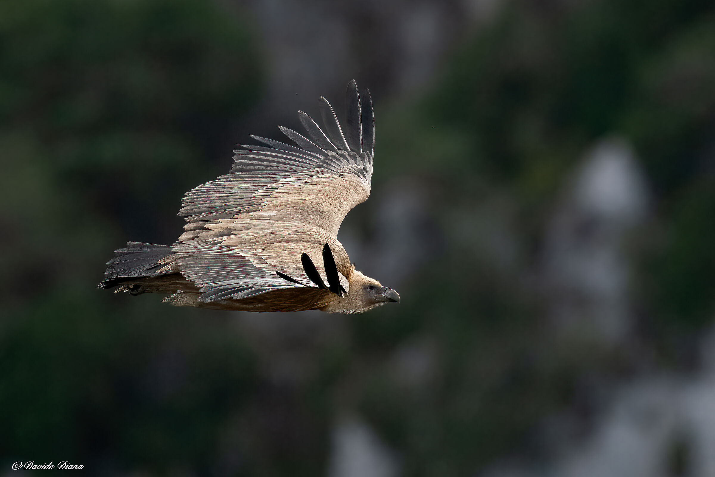 Griffon vulture - Gorges du Verdon