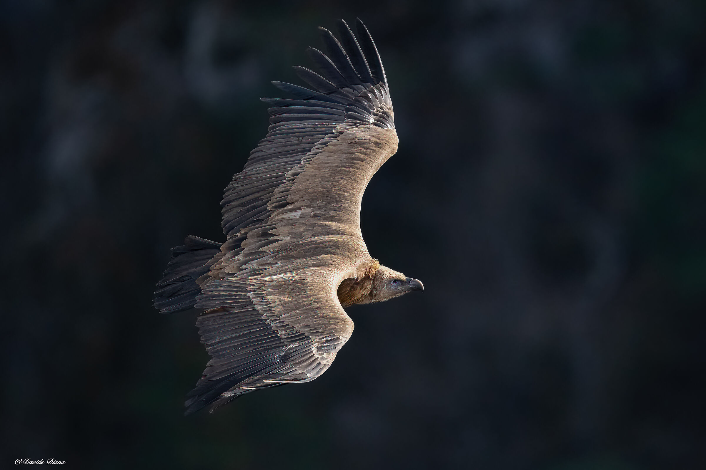 Griffon vulture - Gorges du Verdon