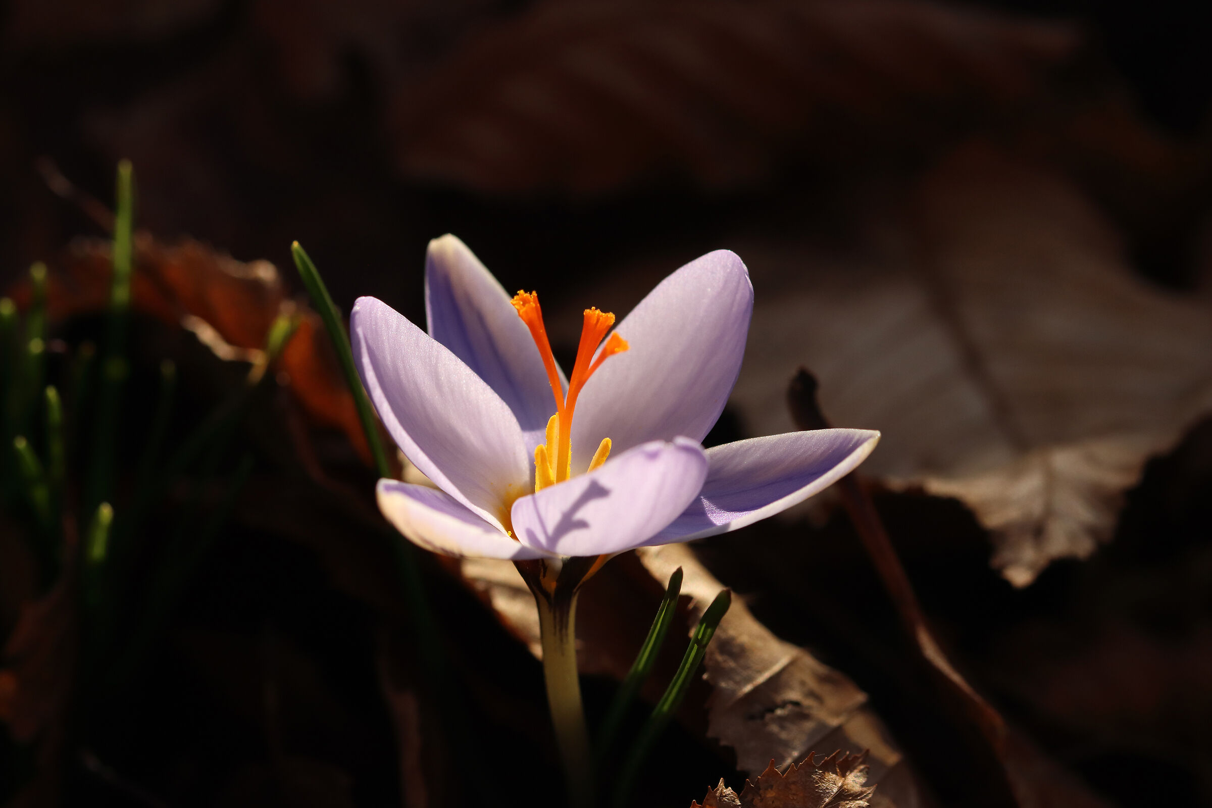 Crocus in my forest in winter