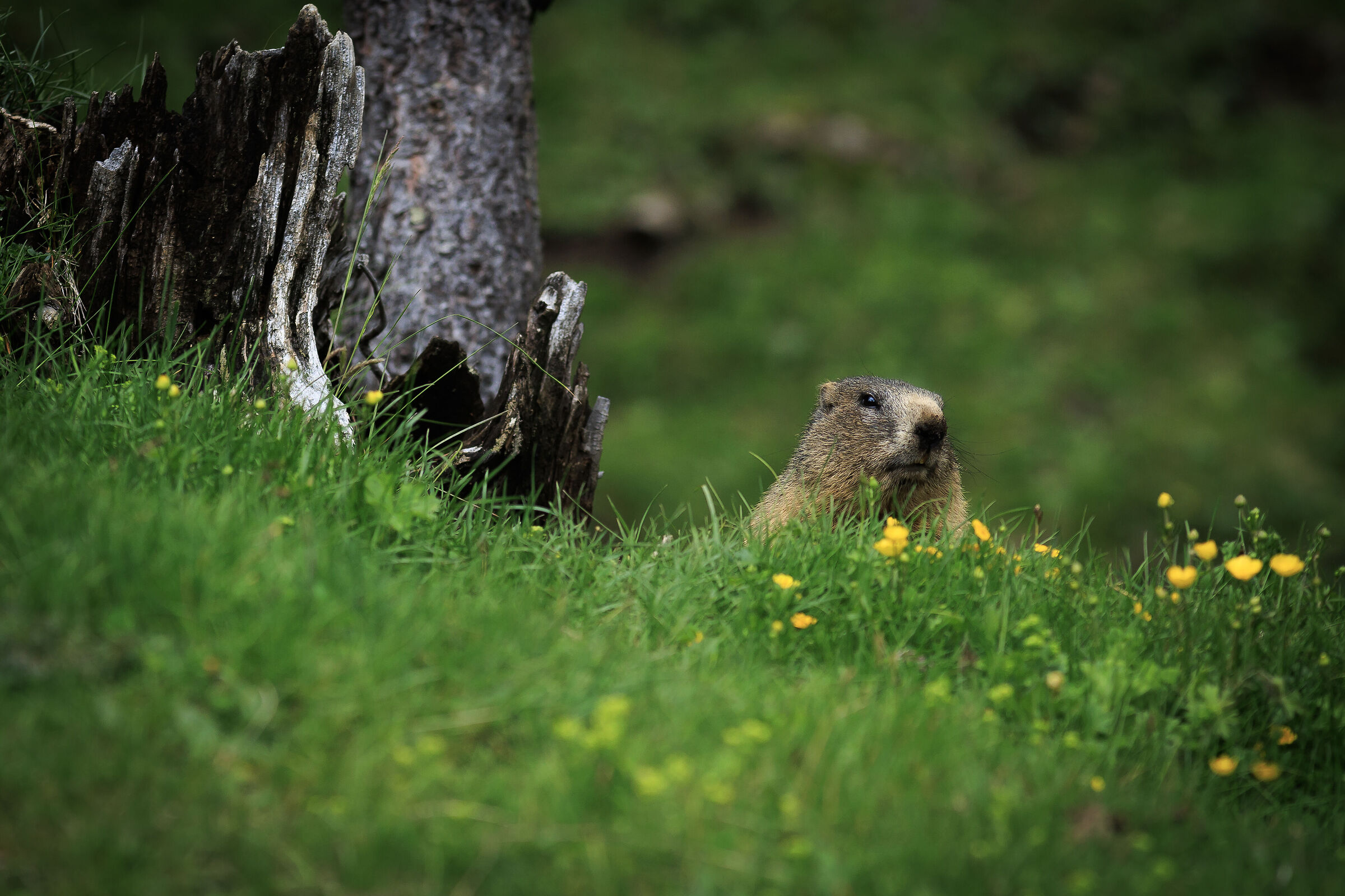 Marmot