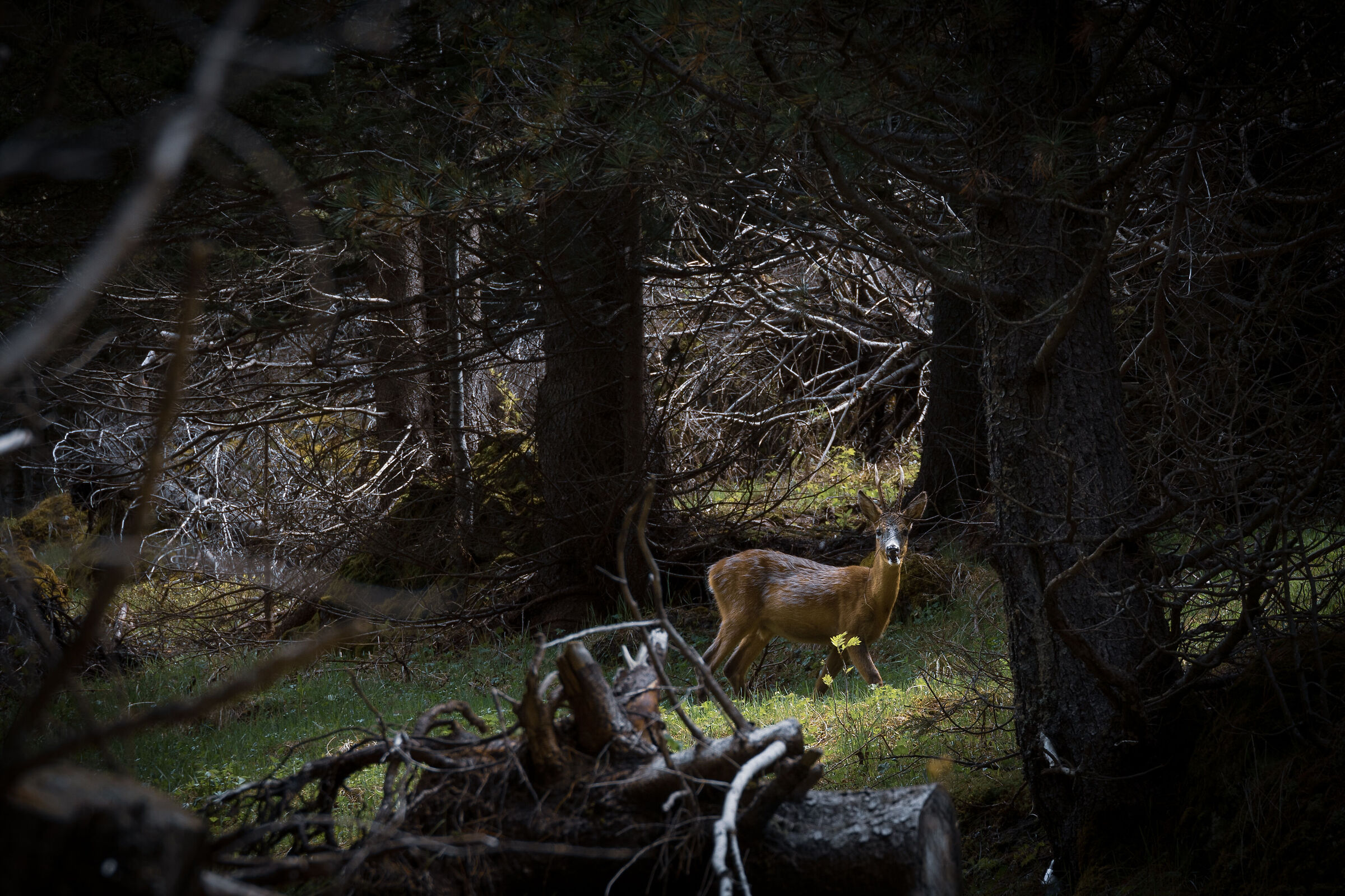 Inhabitant of the Woods