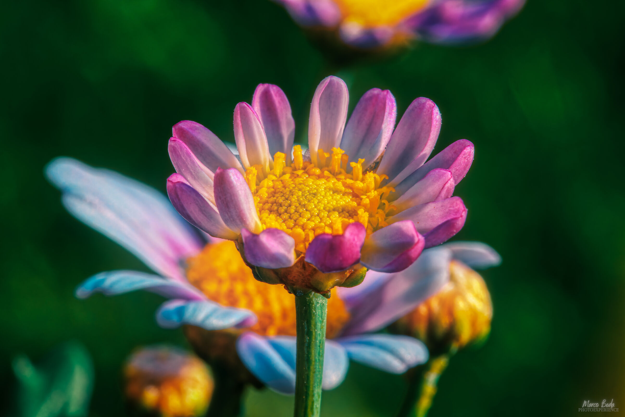 daisy (diaframma F51)