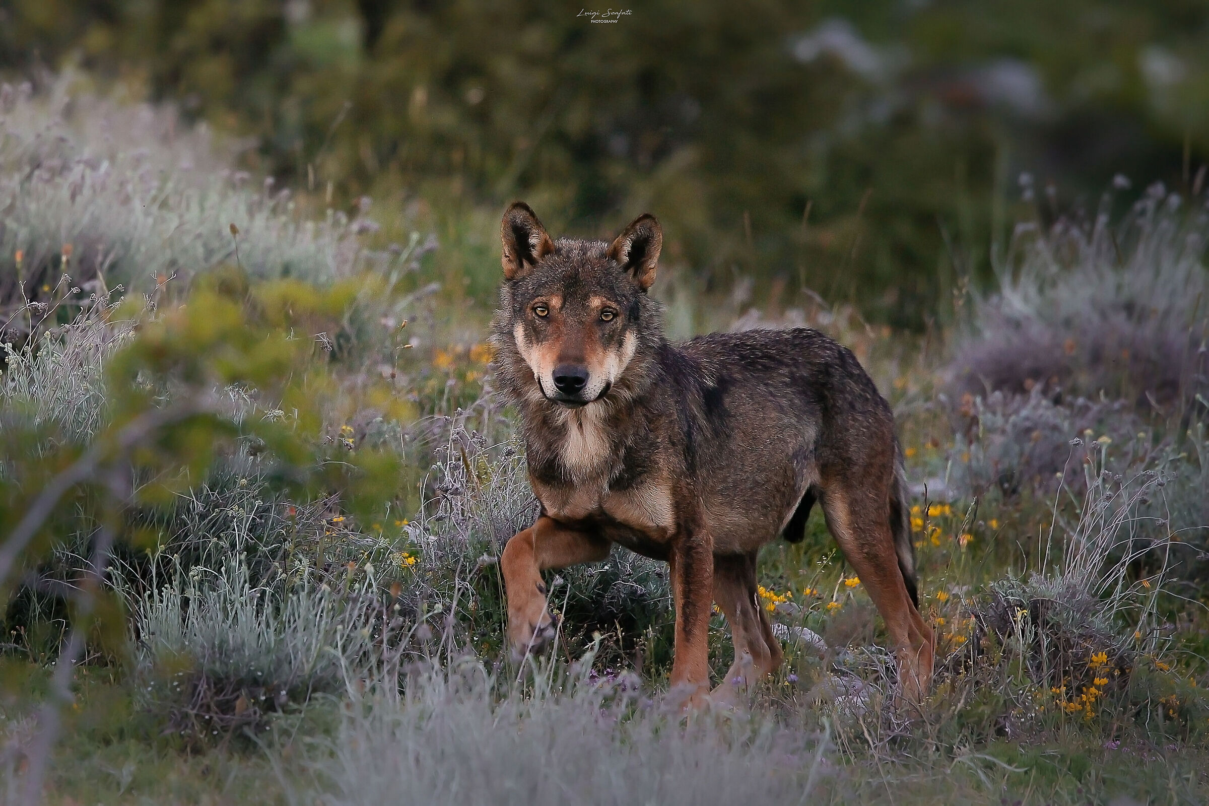 The most beautiful Wolf