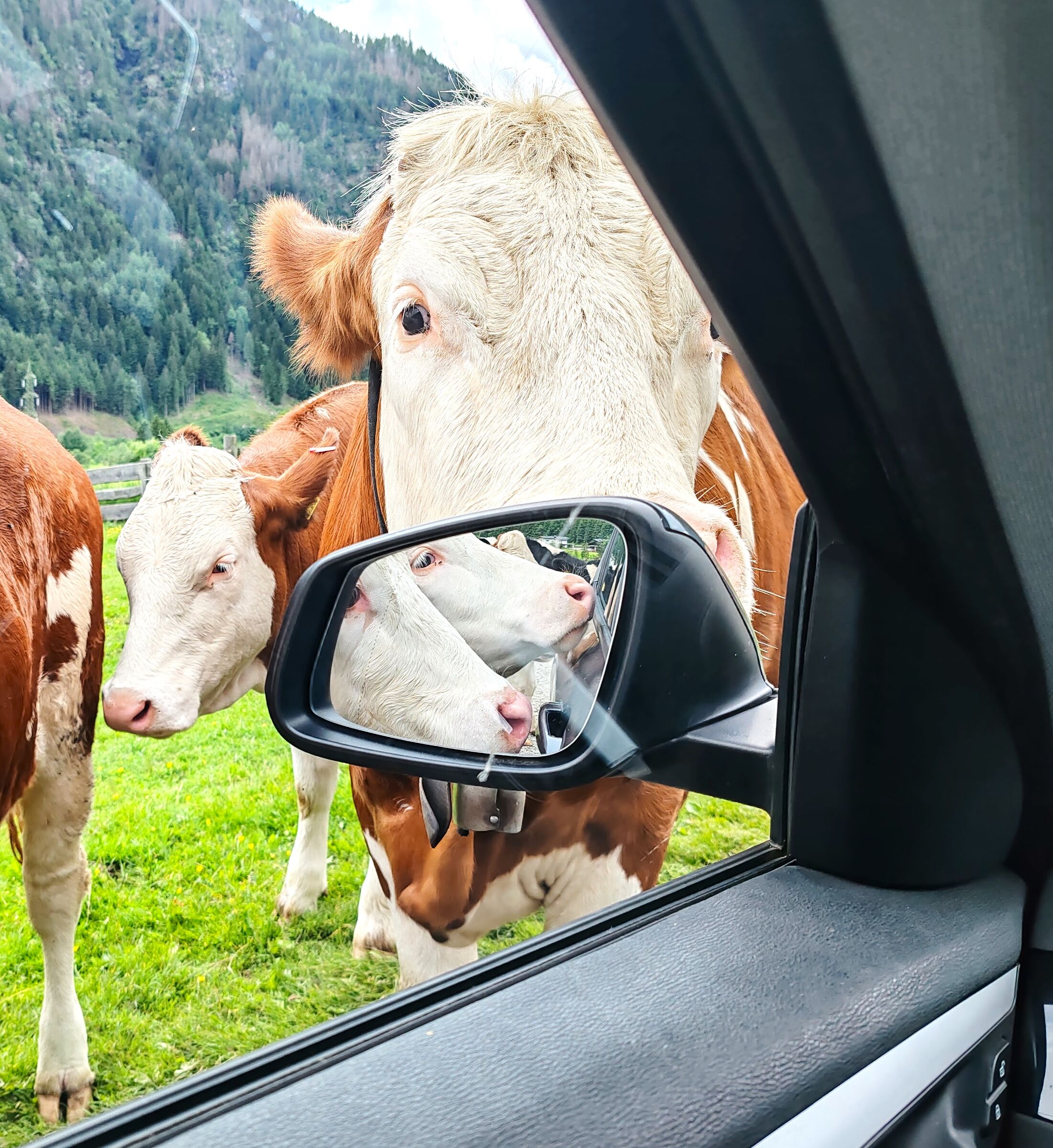 They sniffed my car from top to bottom