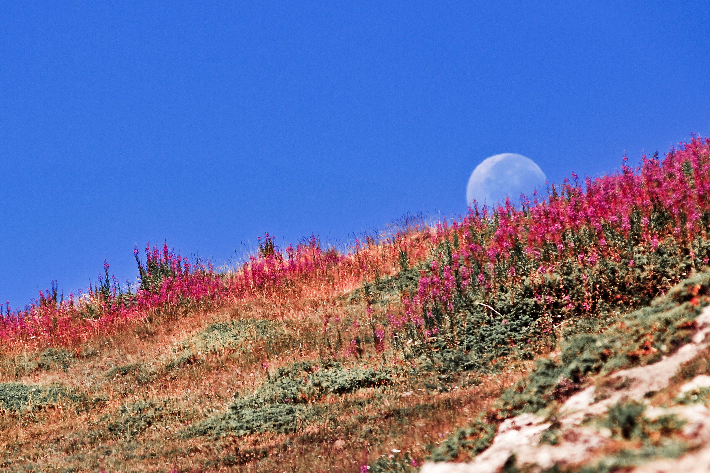fiori di montagna che fanno da cornice alla luna