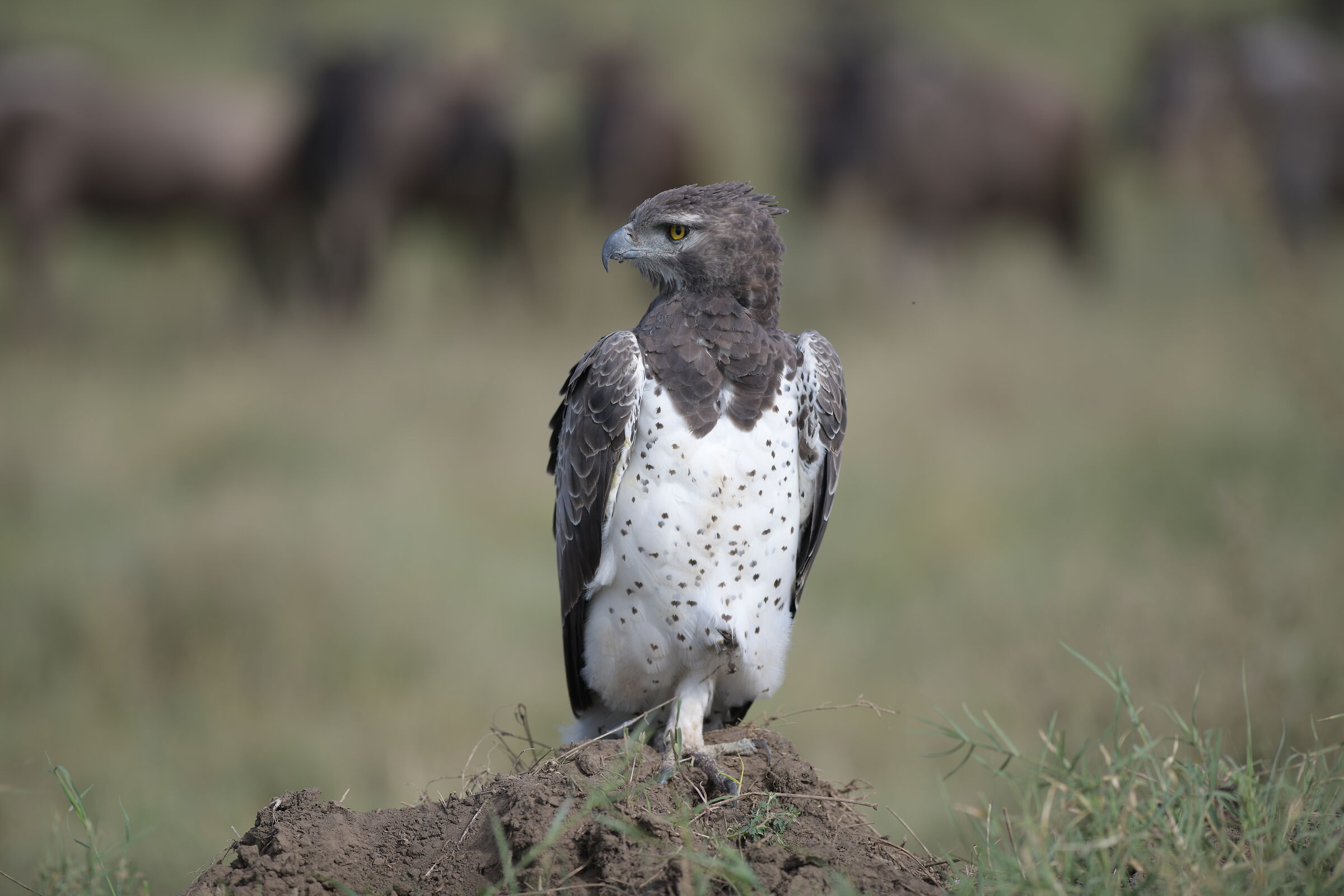 Aquila marziale - Serengeti
