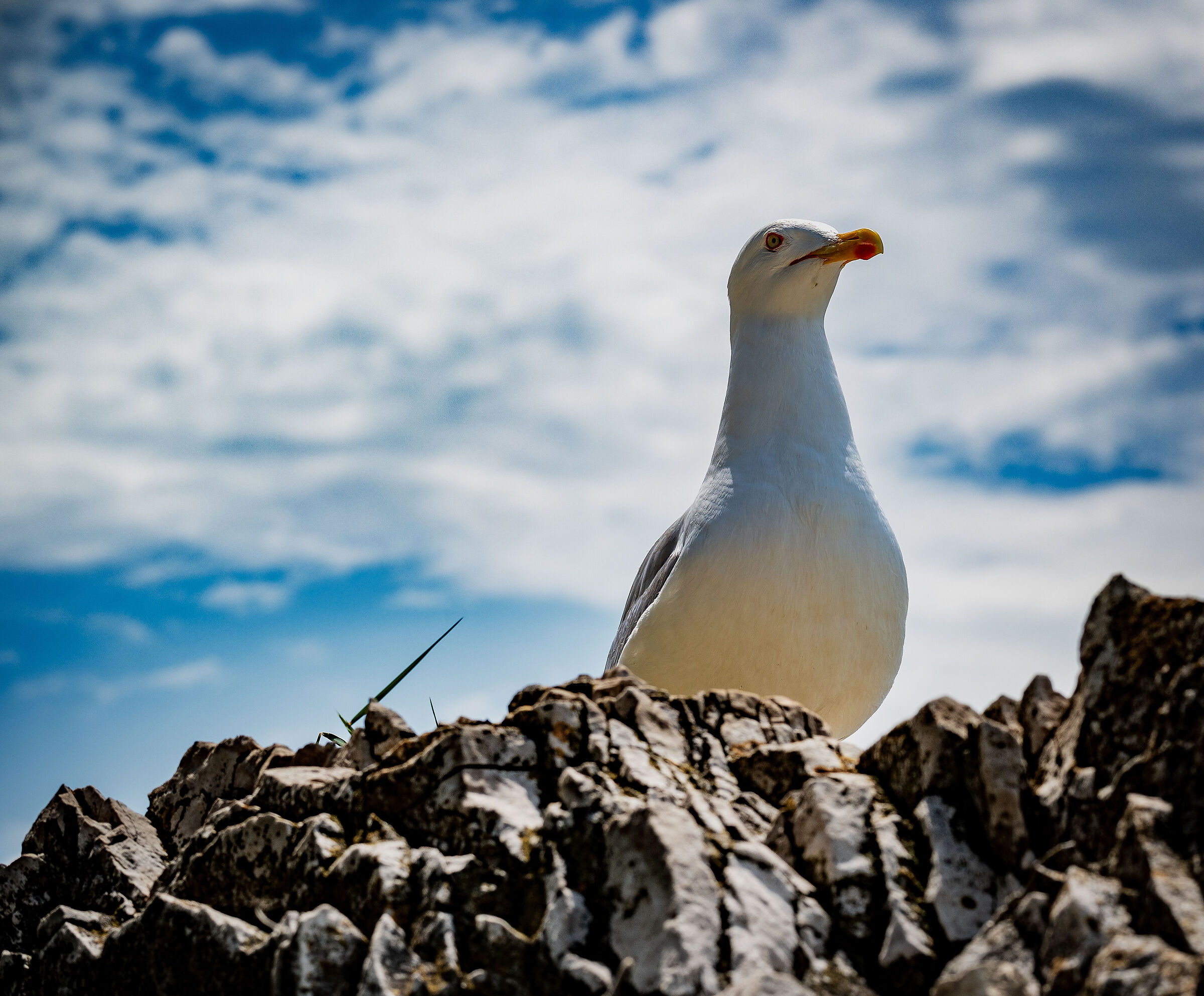 Gull