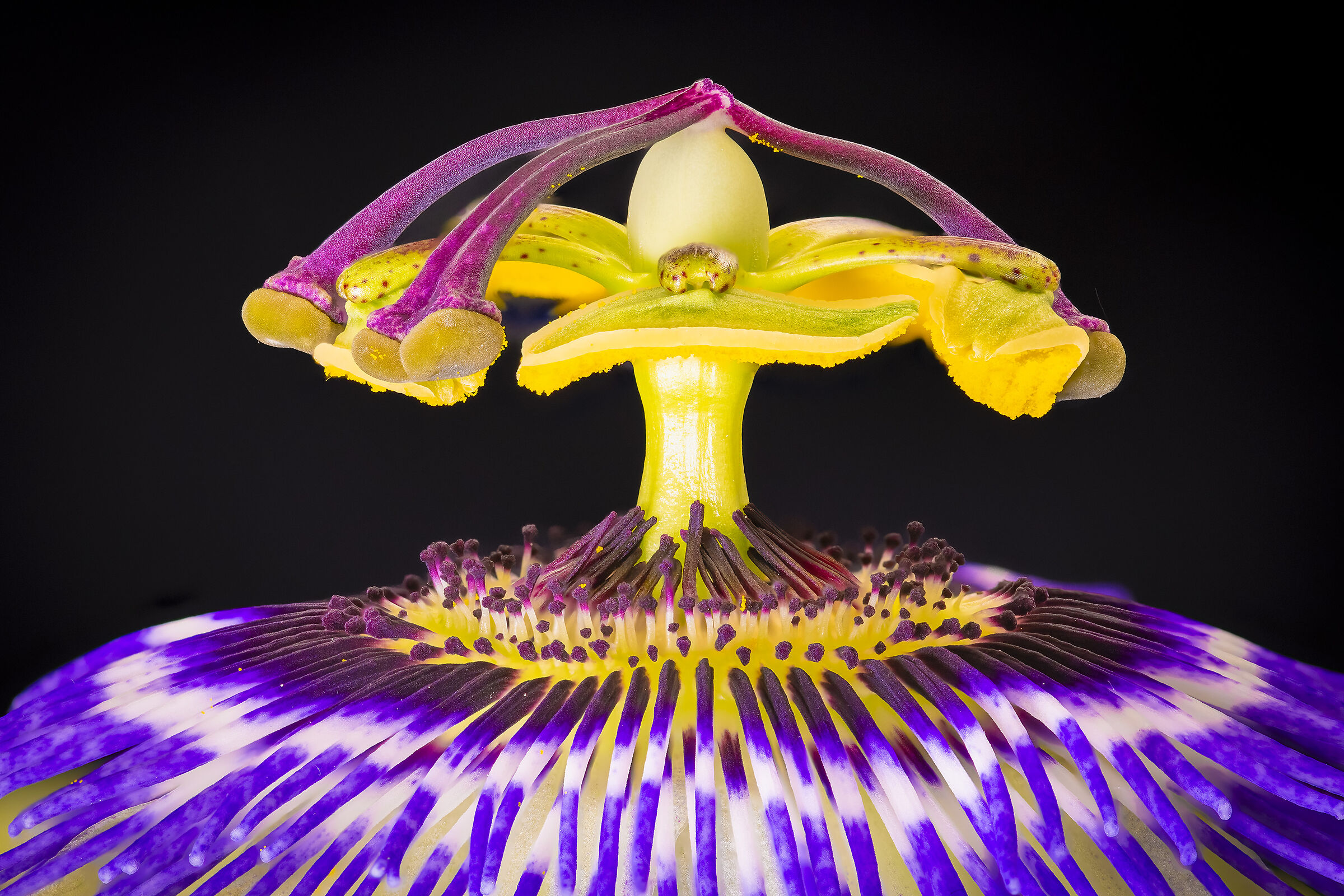 Fiore di Passiflora