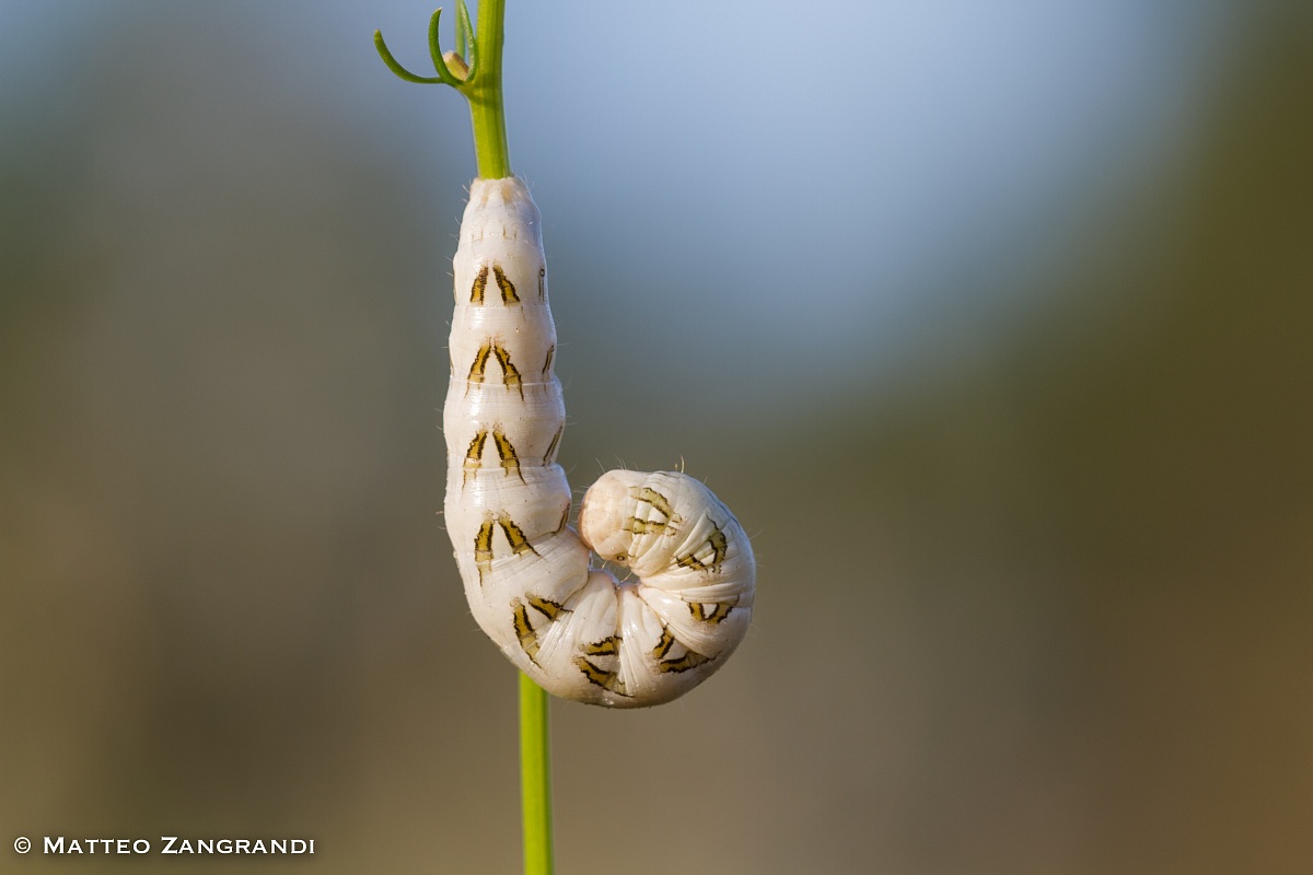 Macro caterpillar