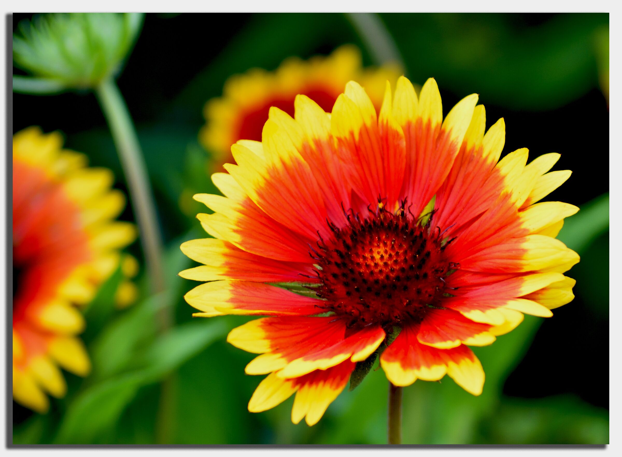 Gaillardia