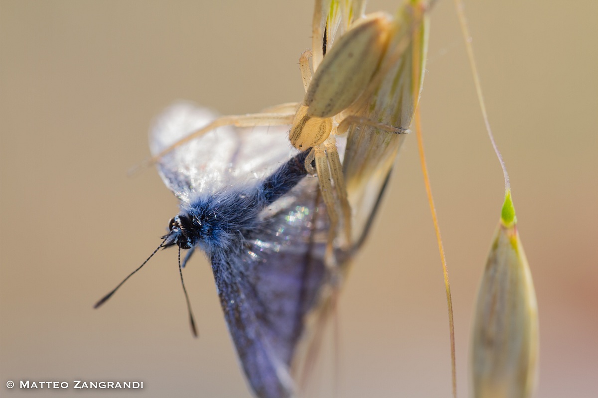 Macro spider eating butterfly