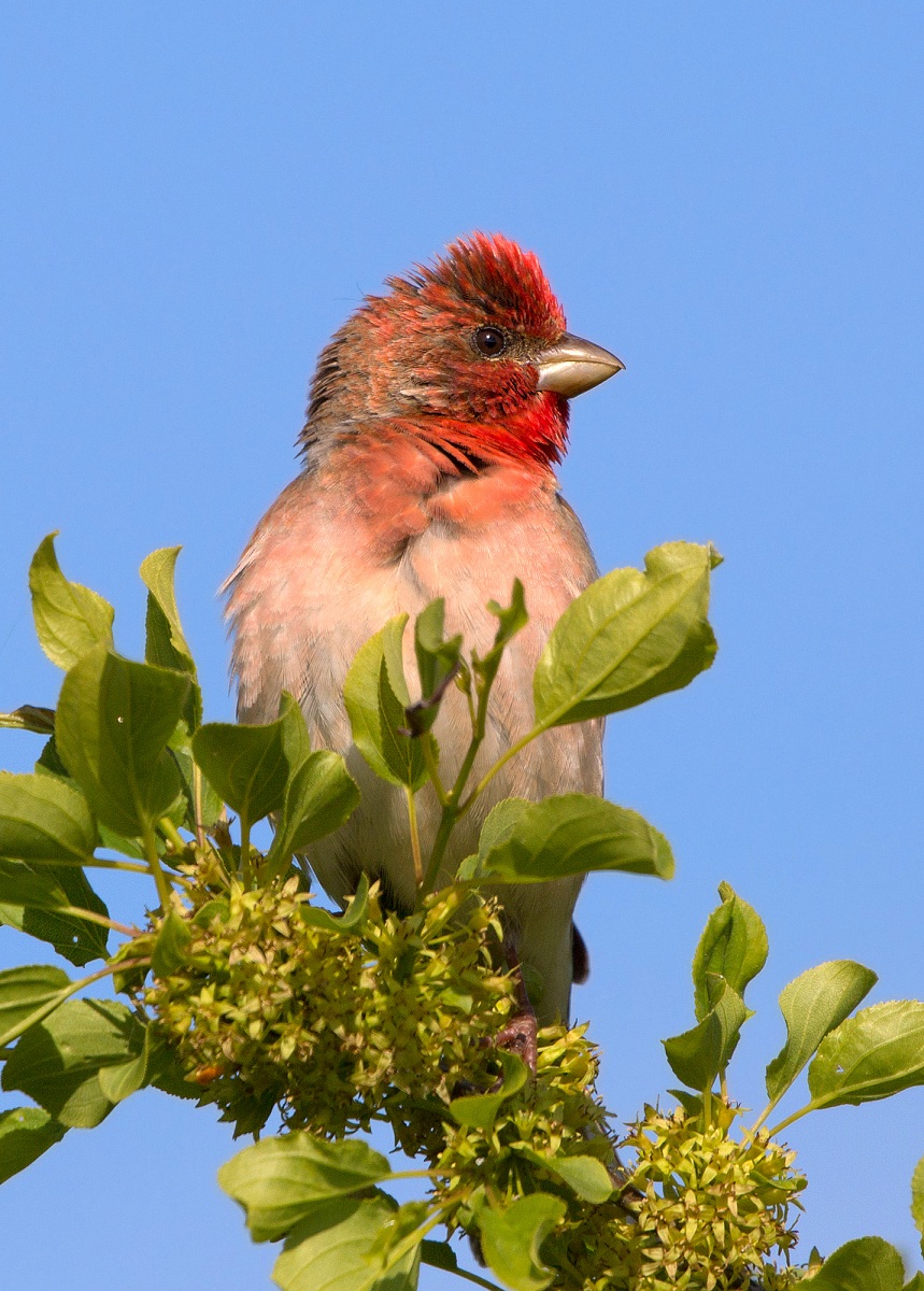 ciuffolotto scarlatto