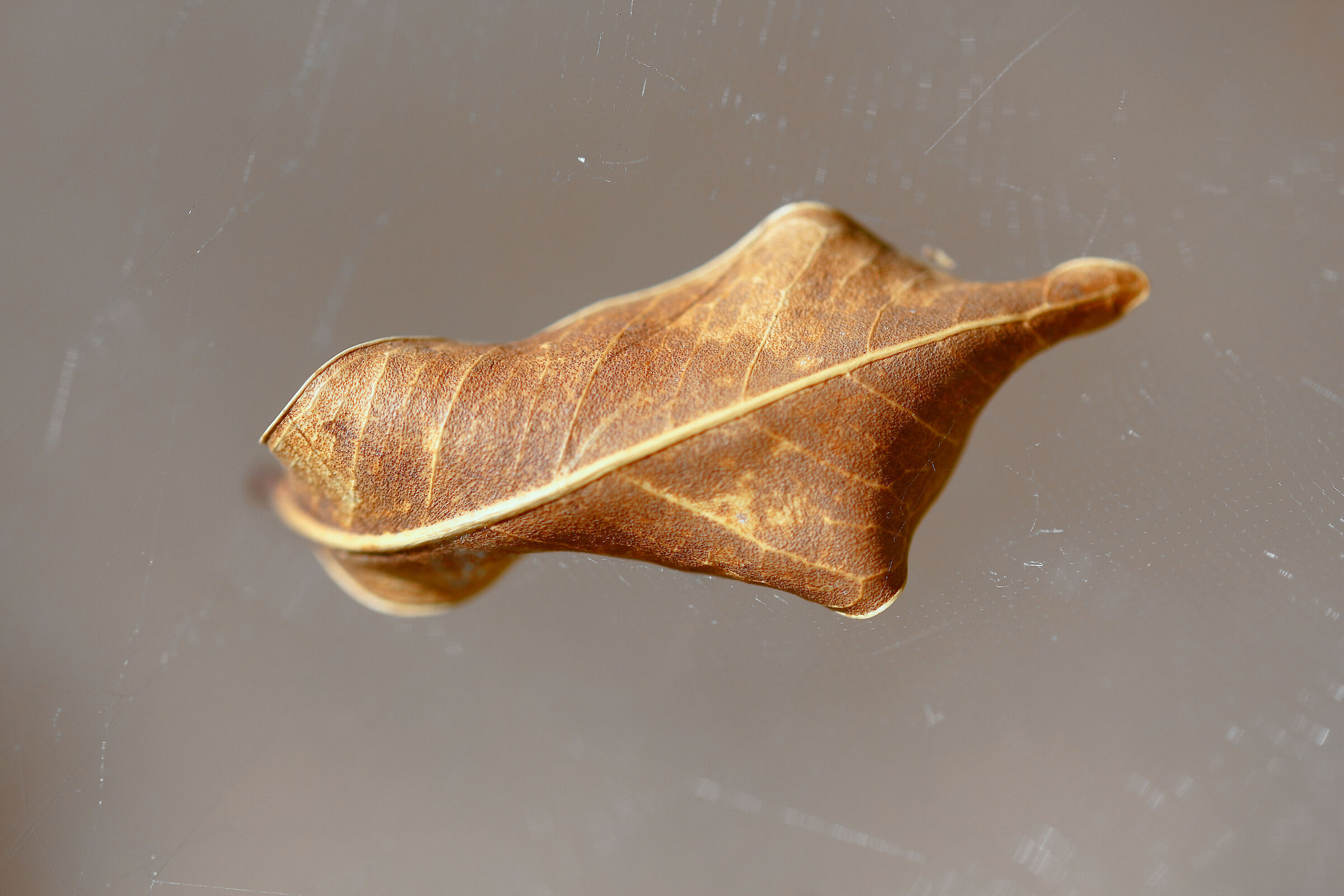 La foglia imprigionata nella ragnatela