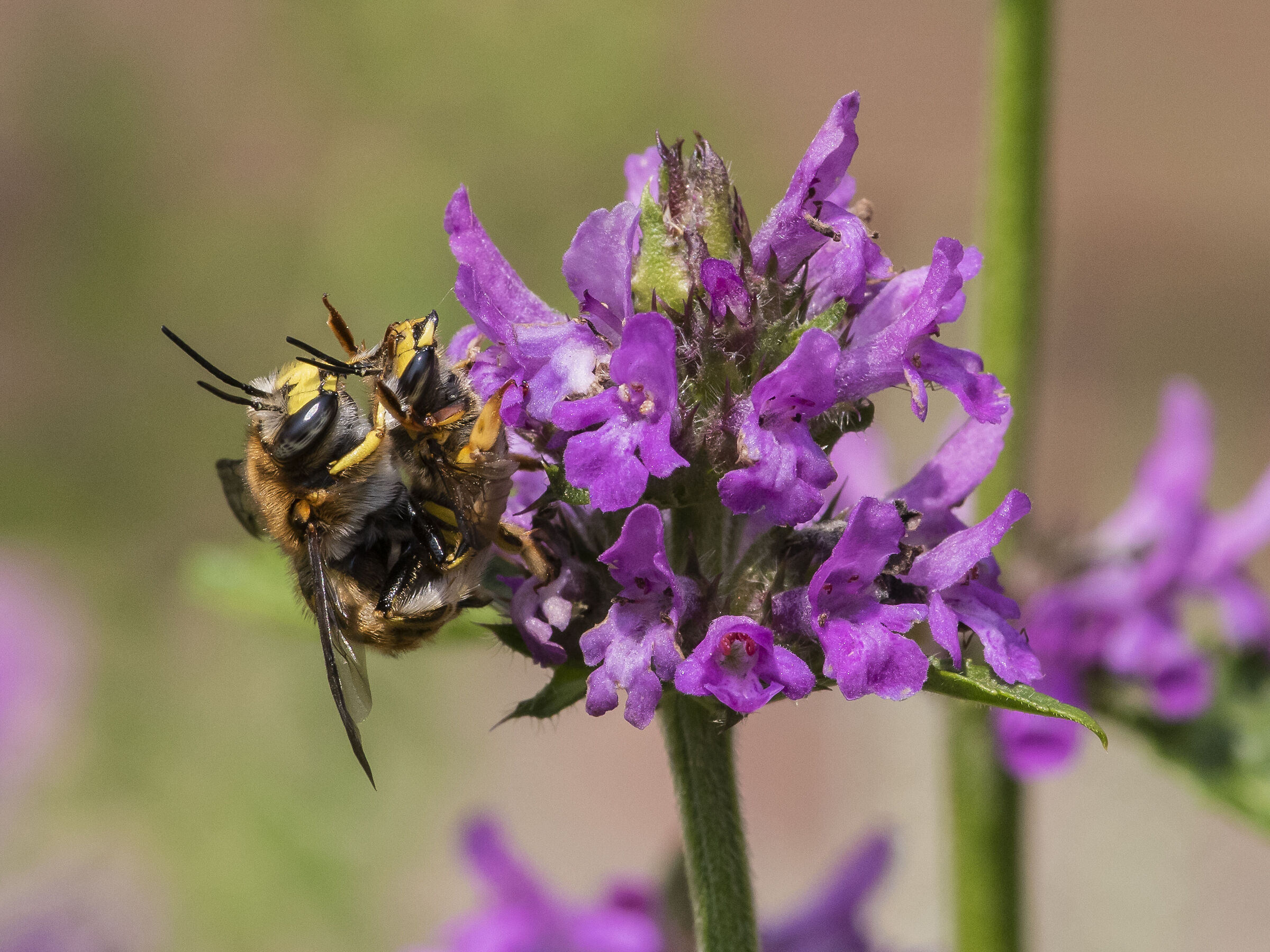 Accoppiamento di Anthidiun
