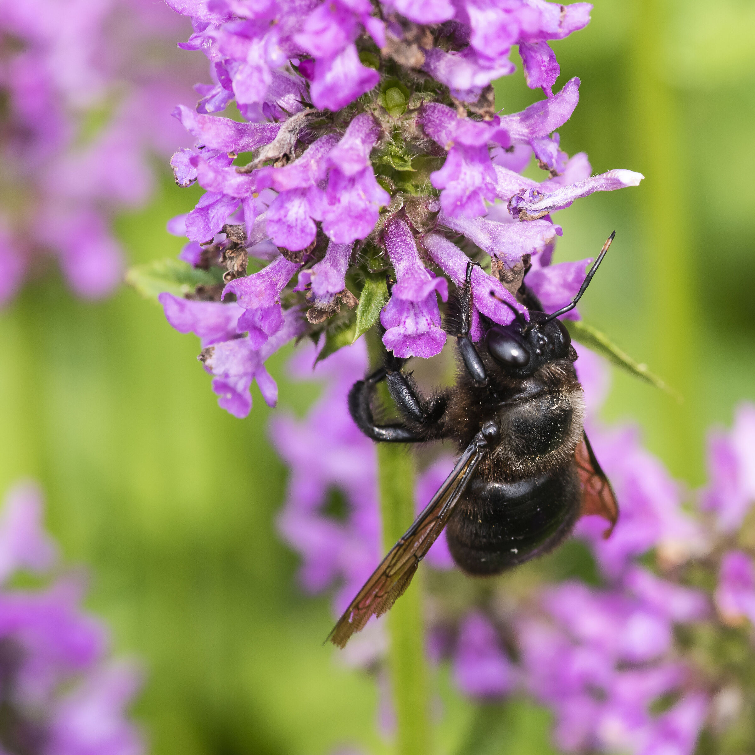 insetti impollinatori all'opera