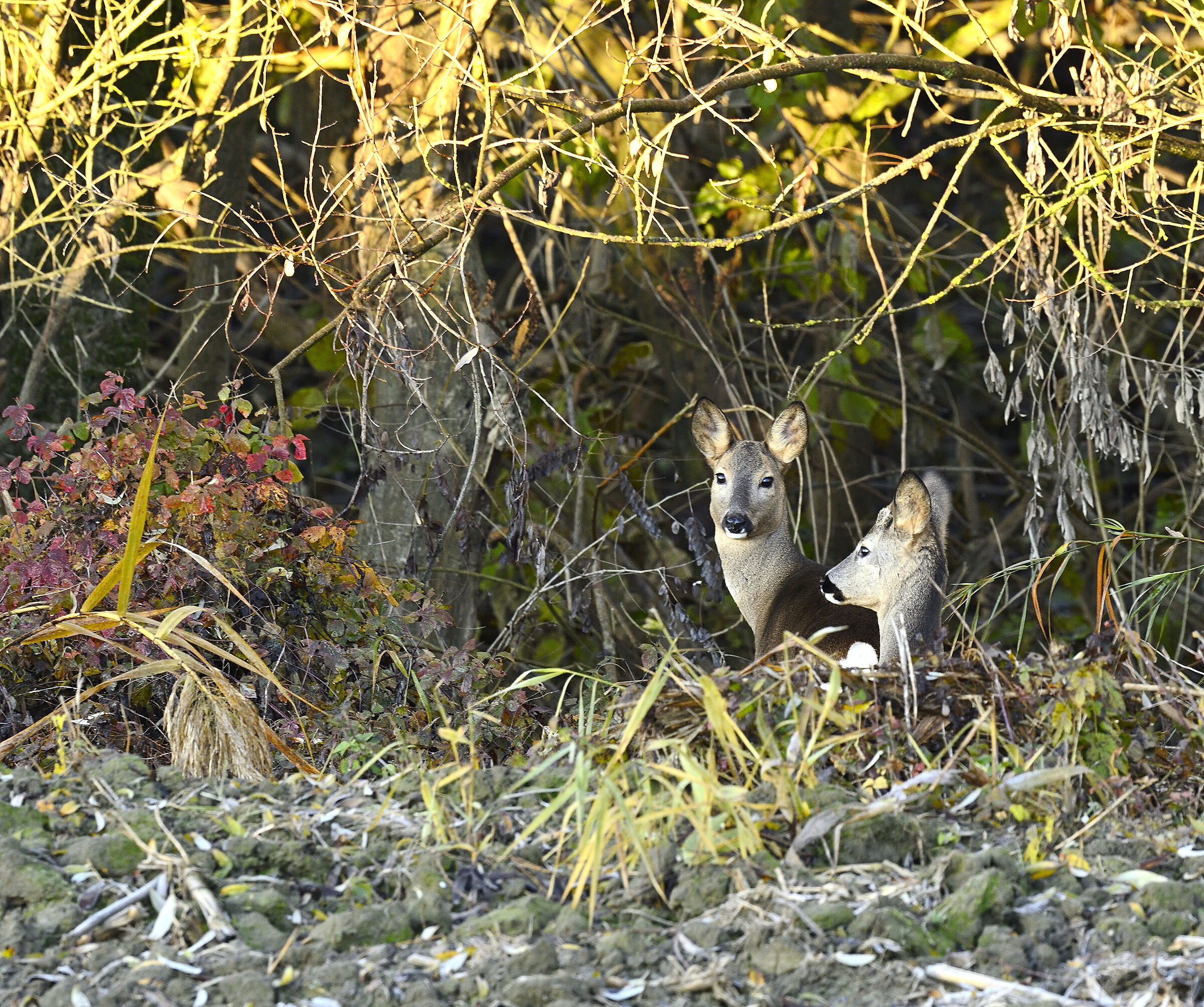 Incontro inaspettato