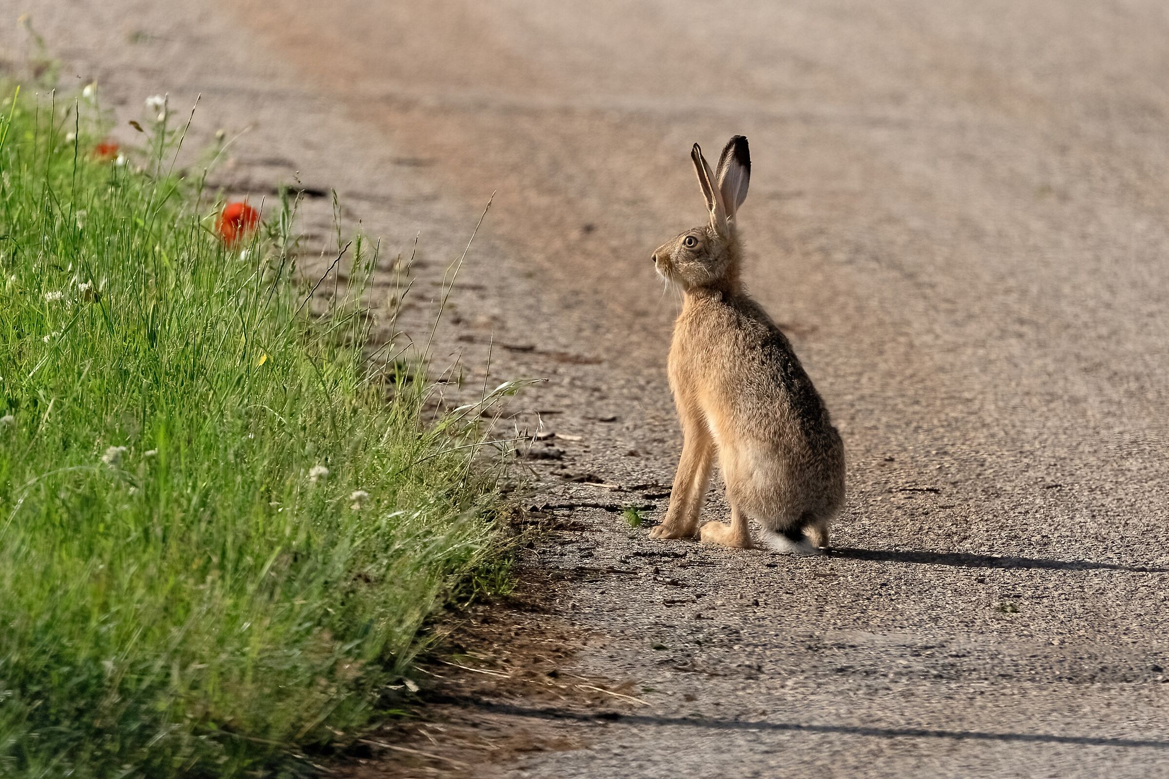 Lepre comune (Lepus europaeus)