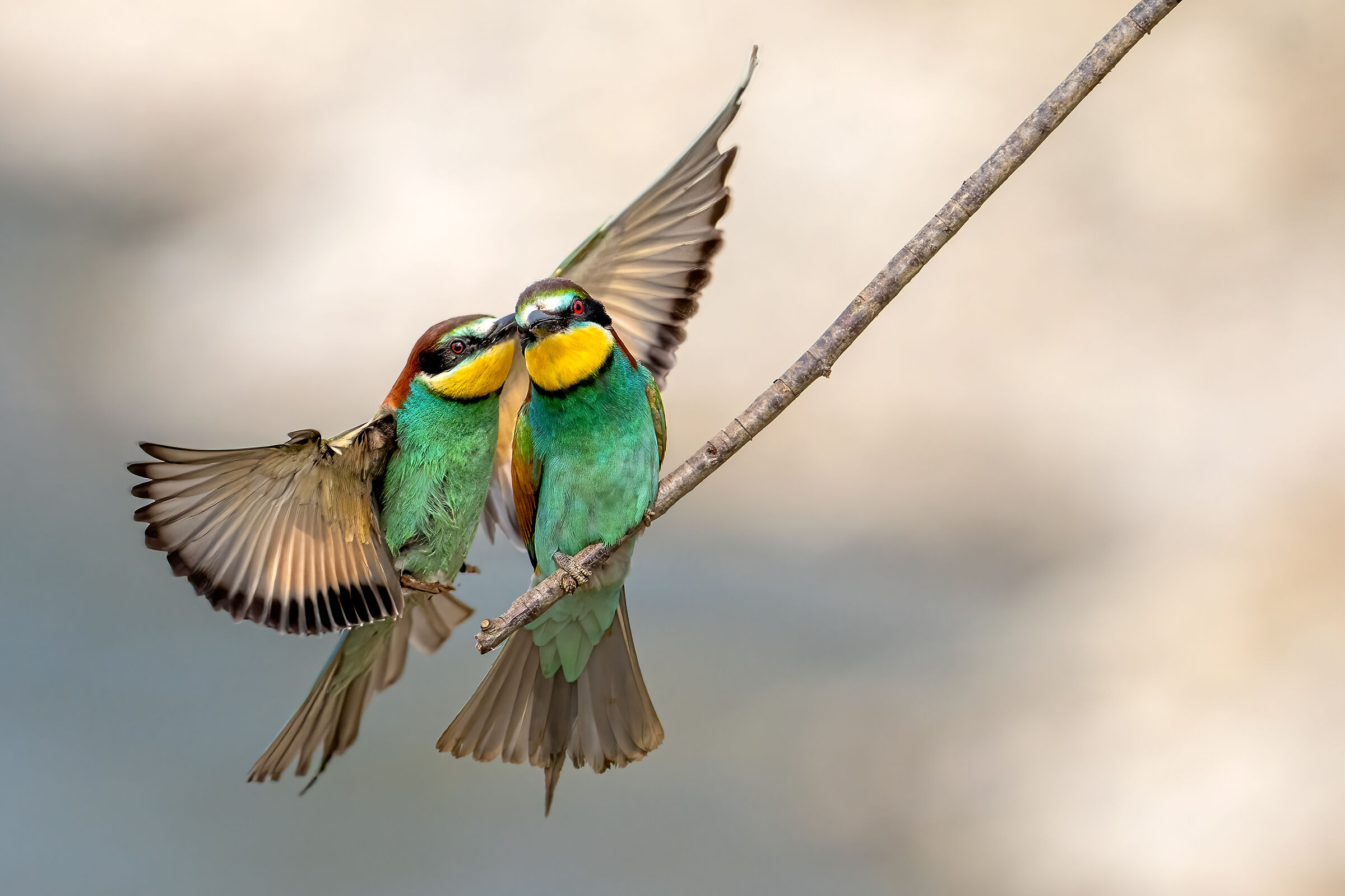 Coppia di Gruccioni sul Ticino (Merops apiaster)