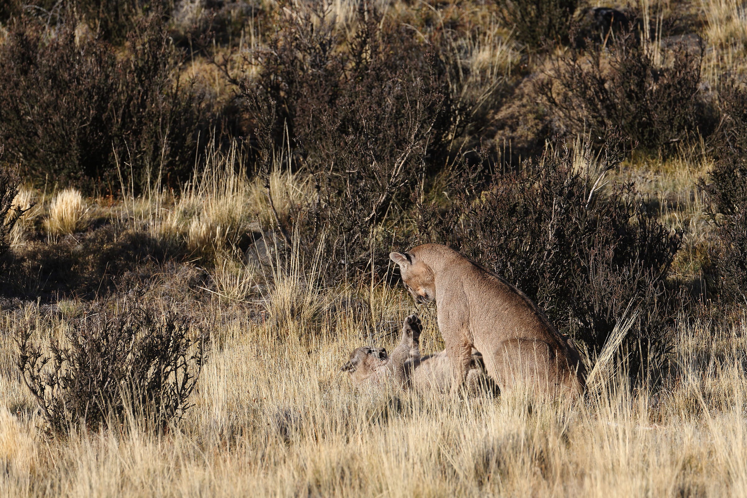 Petaca con uno dei suoi cuccioli