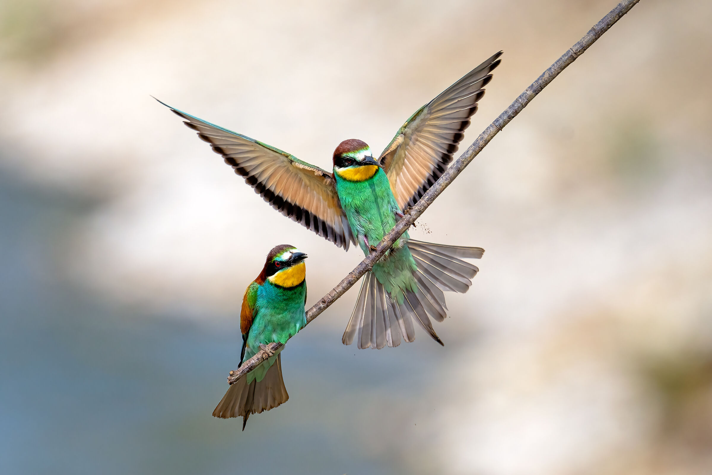 Atterraggio sul rametto