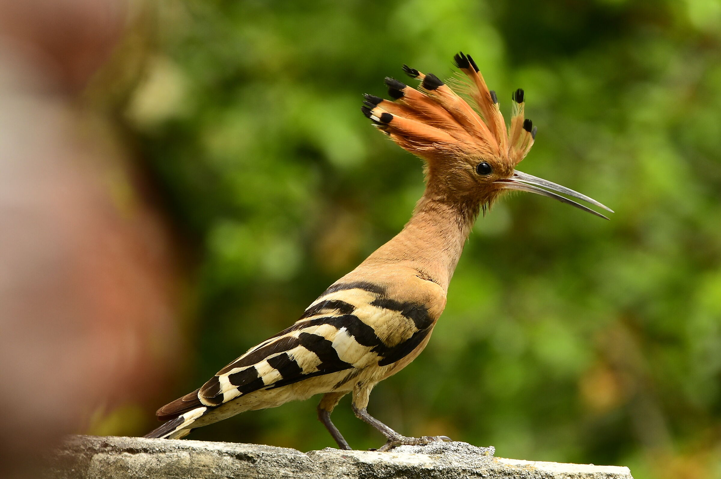 Hoopoe