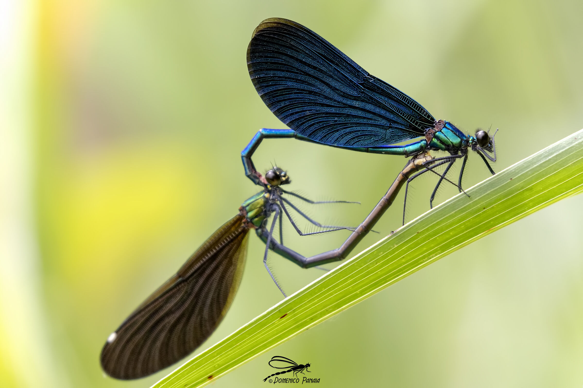 calopteryx virgo