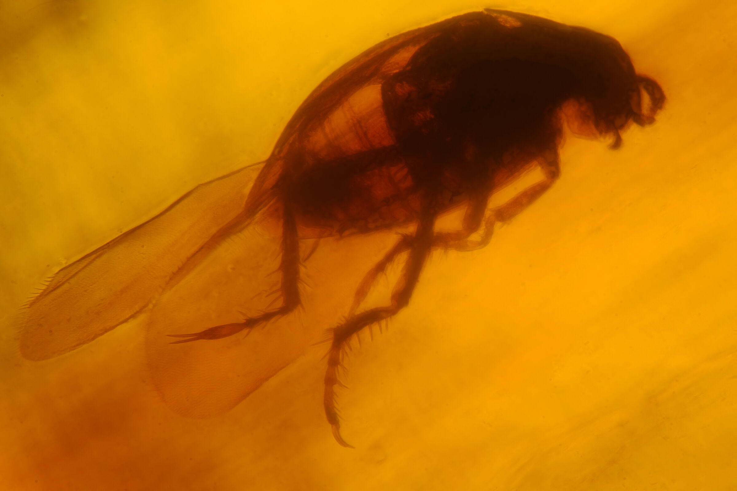 99-year-old beetle in fossil amber