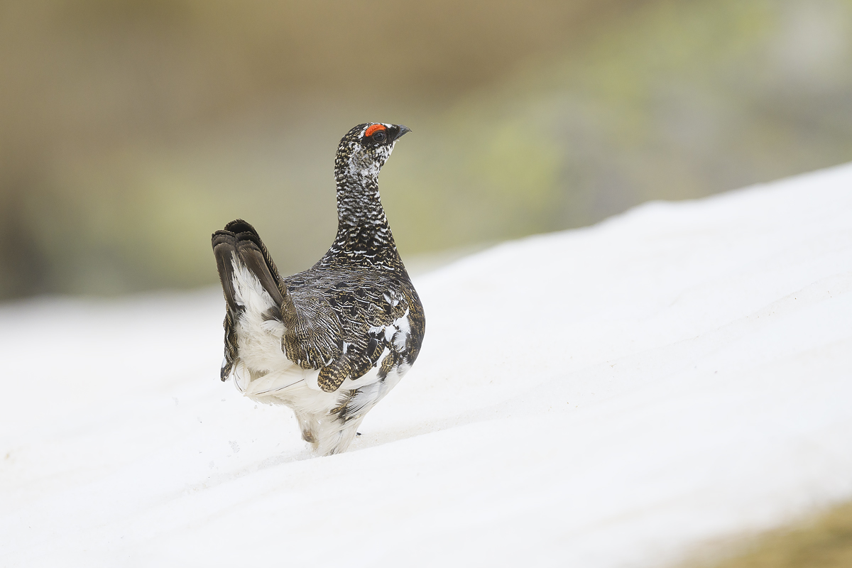 Ptarmigan