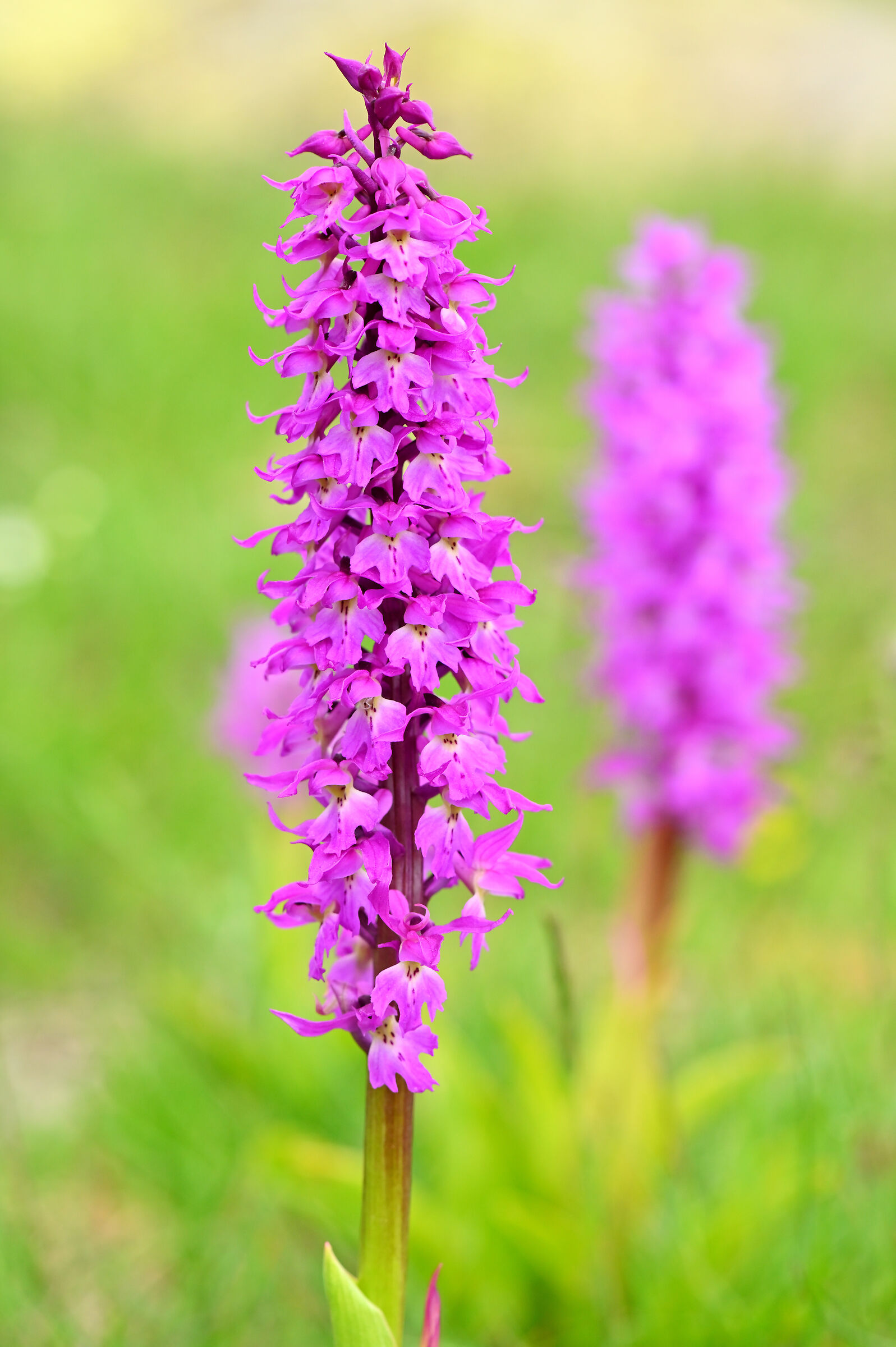 Orchis mascula