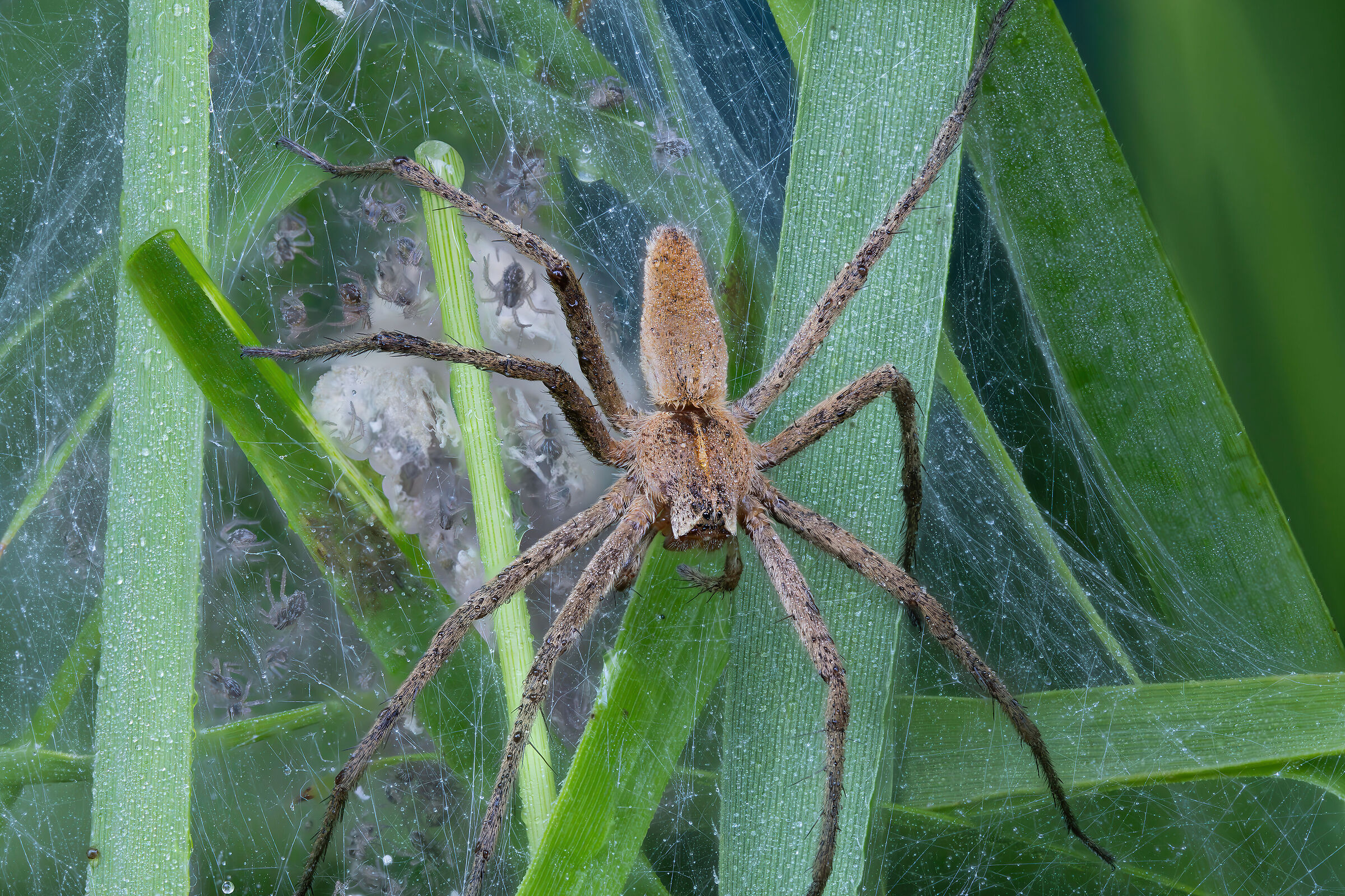 Mamma Pisaura's sganassoni